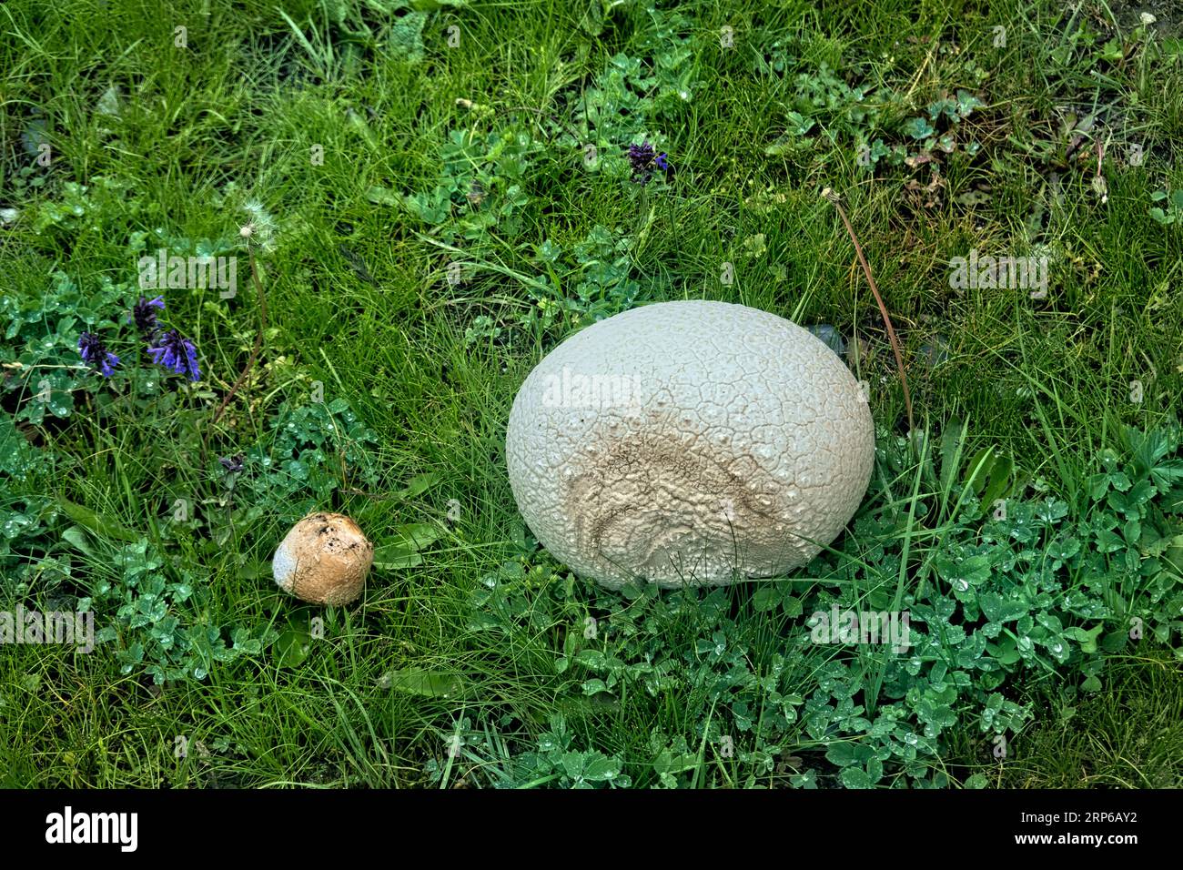 Champignon géant (Calvatia gigantea) poussant dans la vallée de Warwan, au Cachemire, en Inde Banque D'Images