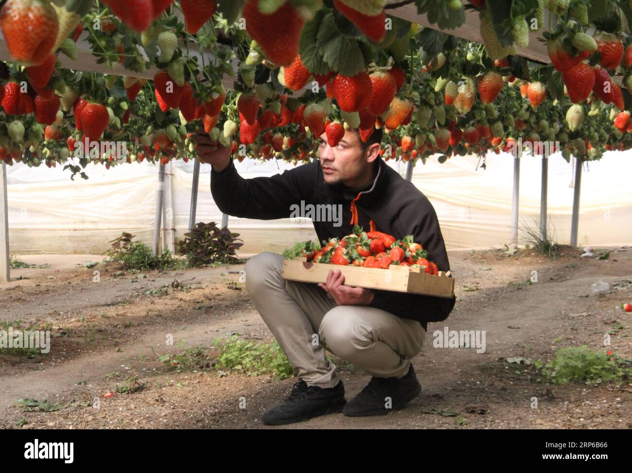 (190108) -- GAZA, 8 janvier 2019 -- Un agriculteur palestinien récolte des fraises dans une serre dans la ville de Beit Lahia, dans le nord de la bande de Gaza, le 8 janvier 2019. Stringer) MIDEAST-GAZA-FRAISE-RÉCOLTE zhaoyue PUBLICATIONxNOTxINxCHN Banque D'Images