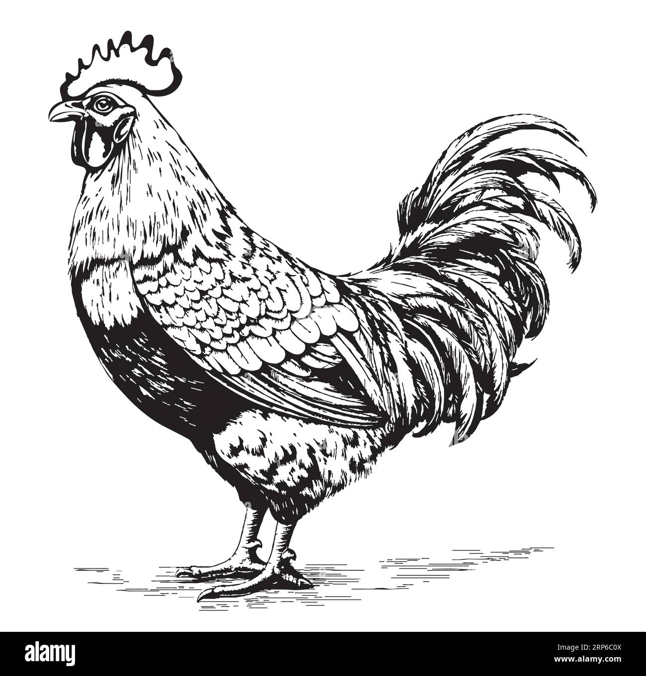 Croquis de ferme de poule de poulet vecteur dessiné à la main Illustration de Vecteur