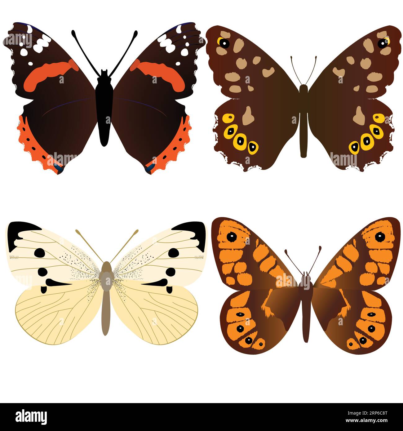 Papillon Amiral ; bois ; mouchetée papillon papillon blanc ; Wall brown butterfly ; vector illustration Illustration de Vecteur
