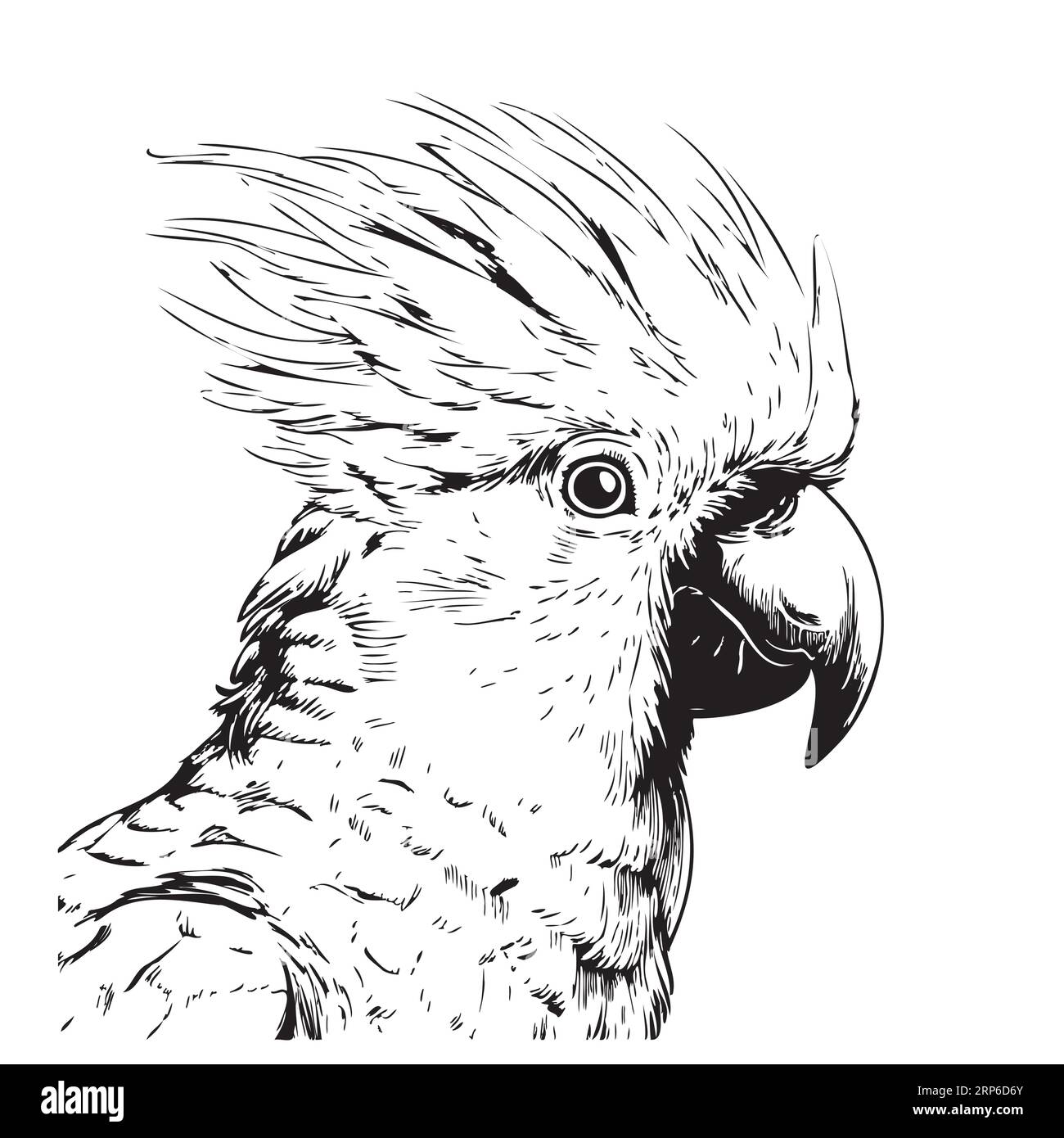 Cockatoo perroquet dessin animé visage dessin à la main illustration oiseaux exotiques Illustration de Vecteur