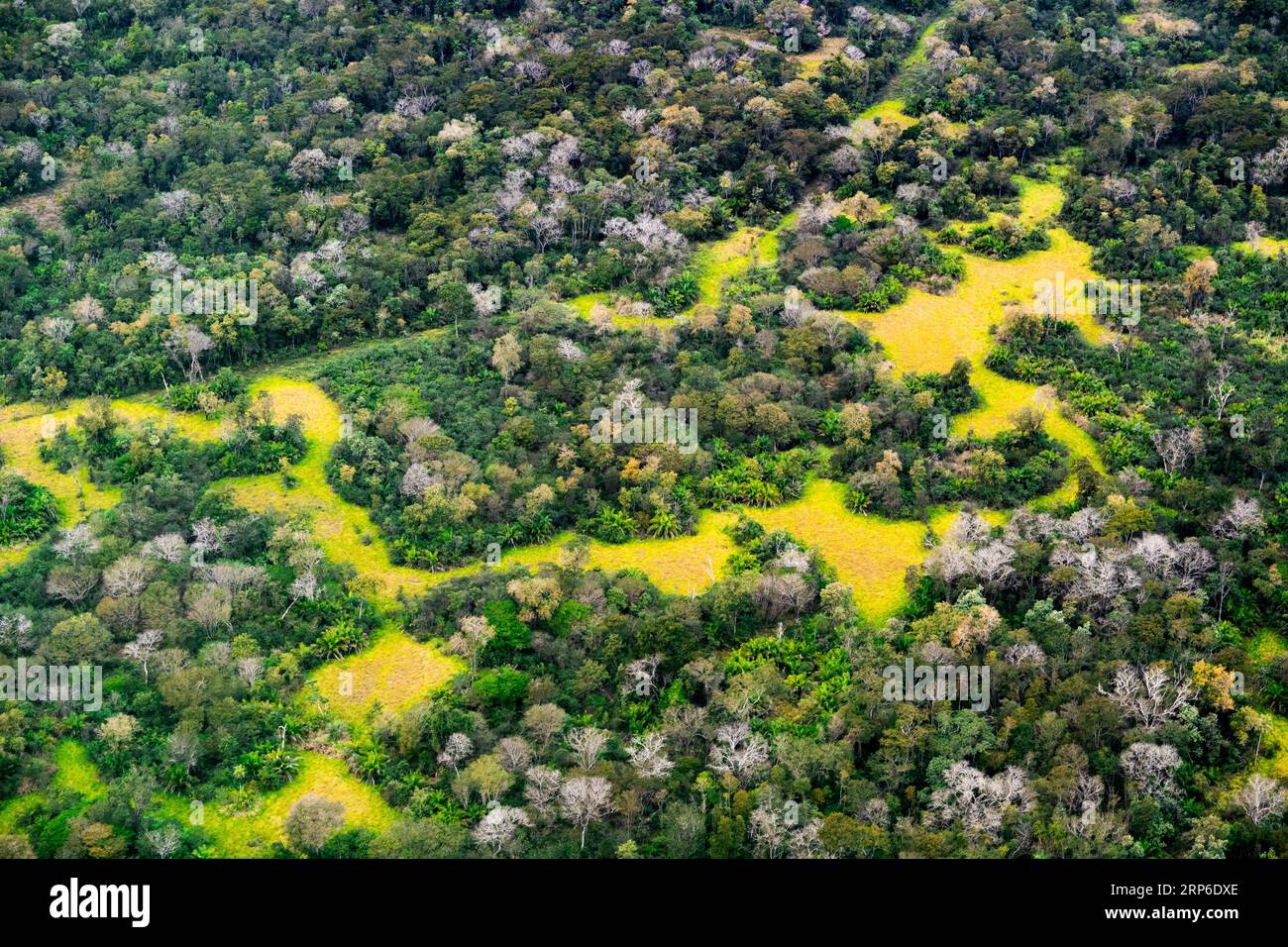 Végétation typique du Pantanal avec des trompettes violettes en plein essor. Banque D'Images