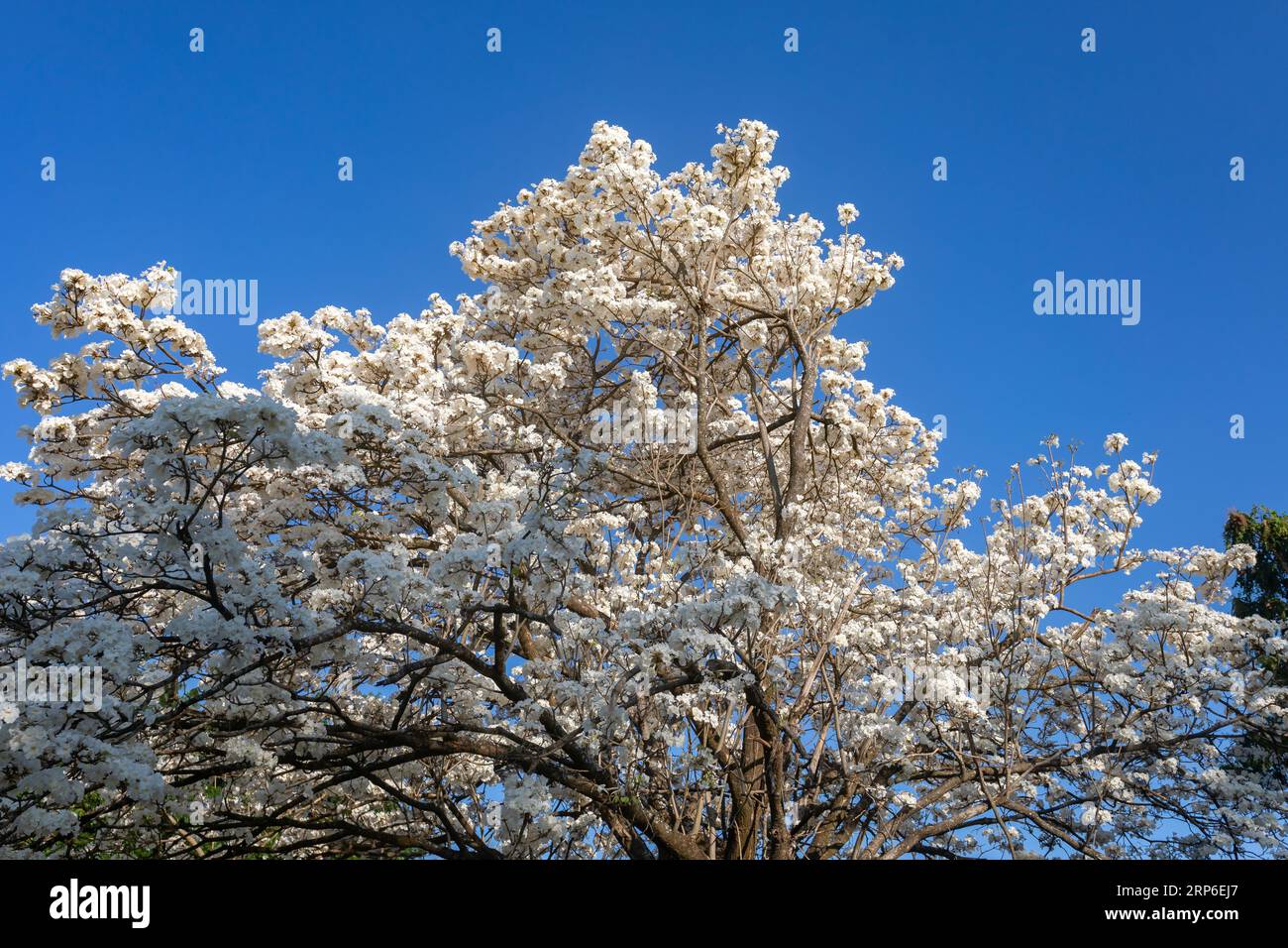 Merveilleuses fleurs d'un arbre à ipe blanche, Tabebuia roseo-alba (Ridley) Sandwith. Dénommés : 'Ipê-branco', 'Ipê-branco-do-cerrado', 'Ipê-rosa' Banque D'Images