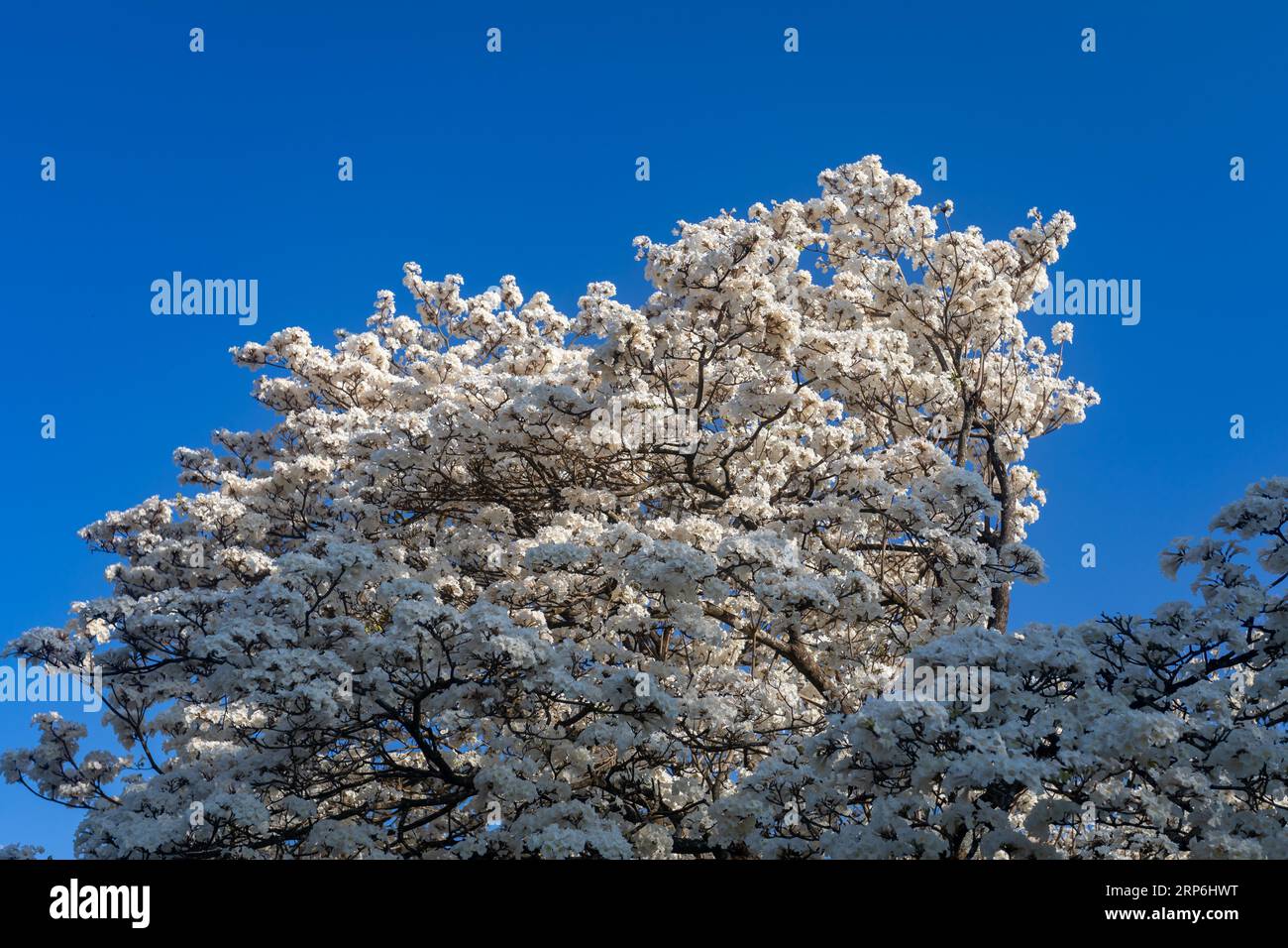 Merveilleuses fleurs d'un arbre à ipe blanche, Tabebuia roseo-alba (Ridley) Sandwith. Dénommés : 'Ipê-branco', 'Ipê-branco-do-cerrado', 'Ipê-rosa' Banque D'Images