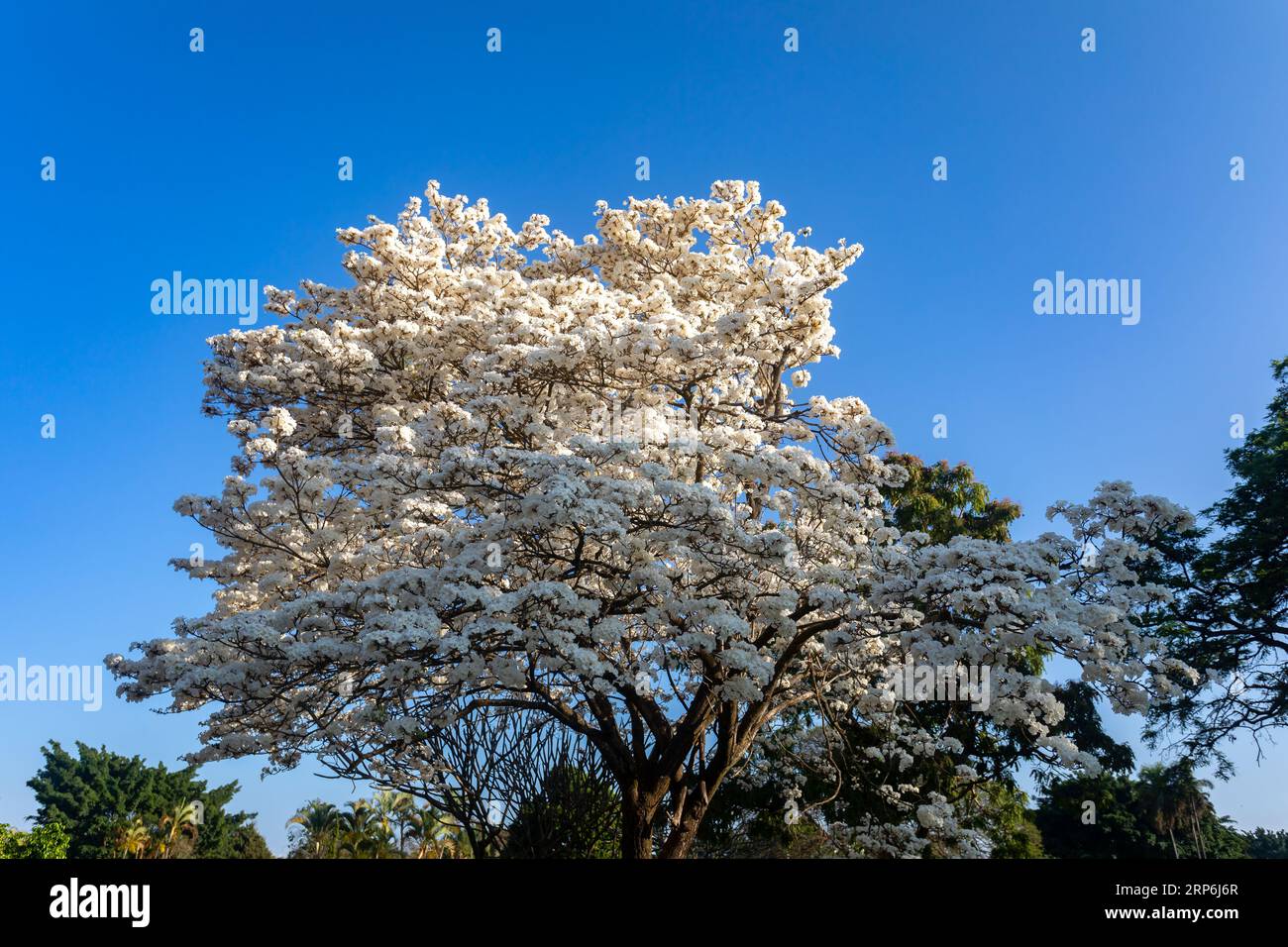 Merveilleuses fleurs d'un arbre à ipe blanche, Tabebuia roseo-alba (Ridley) Sandwith. Dénommés : 'Ipê-branco', 'Ipê-branco-do-cerrado', 'Ipê-rosa' Banque D'Images