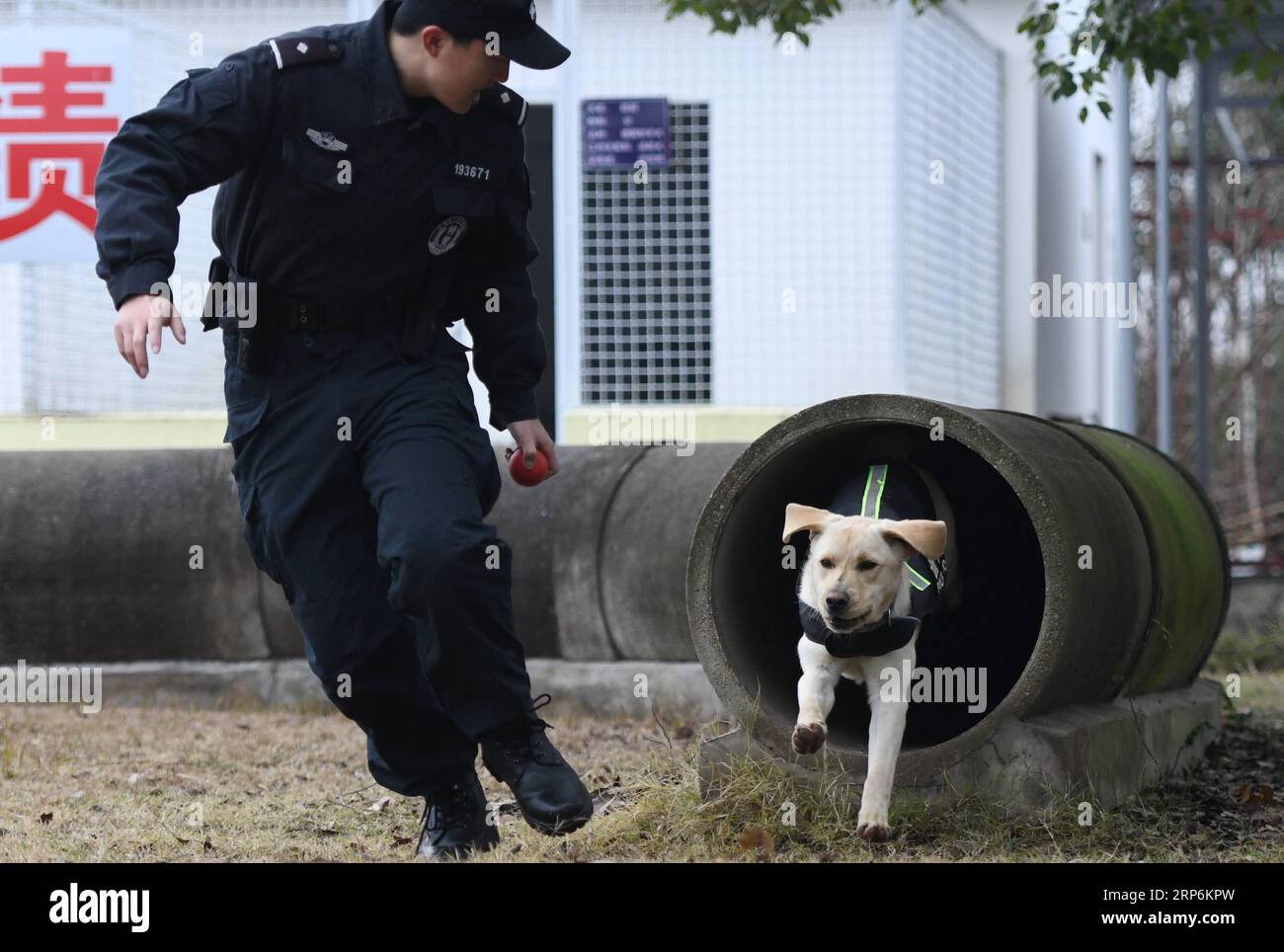 (190116) -- WUHAN, 16 janv. 2019 (Xinhua) -- le chien policier Pi te est entraîné par le policier ferroviaire de Wuhan Ding Yan à Wuhan, capitale de la province du Hubei en Chine centrale, le 15 janvier 2019. Pi te , un Labrador pour la recherche d'engins explosifs, est né en mars 2018. Il a été formé pendant 10 mois et coopérera avec le berger allemand Heng Heng pour la sécurité ferroviaire lors de la prochaine ruée de voyage du Festival du printemps. (Xinhua/Cheng min) CHINA-HUBEI-WUHAN-POLICE CHIEN-DRESSAGE (CN) PUBLICATIONxNOTxINxCHN Banque D'Images
