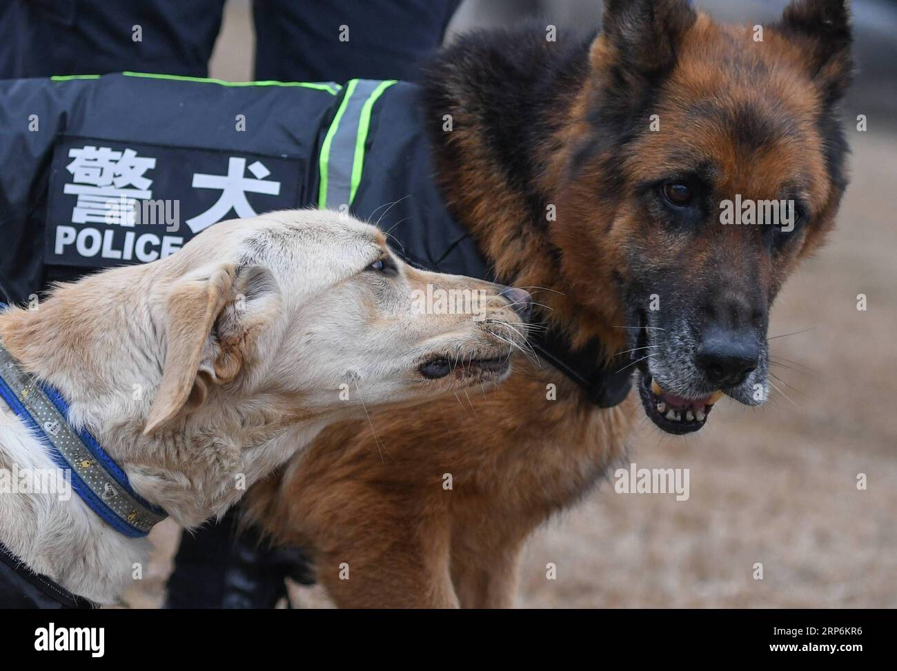 (190116) -- WUHAN, 16 janvier 2019 (Xinhua) -- le chien policier Pi te (L) interagit avec Heng Heng à Wuhan, capitale de la province du Hubei en Chine centrale, 15 janvier 2019. Pi te , un Labrador pour la recherche d'engins explosifs, est né en mars 2018. Il a été formé pendant 10 mois et coopérera avec le berger allemand Heng Heng pour la sécurité ferroviaire lors de la prochaine ruée de voyage du Festival du printemps. (Xinhua/Cheng min) CHINA-HUBEI-WUHAN-POLICE CHIEN-DRESSAGE (CN) PUBLICATIONxNOTxINxCHN Banque D'Images