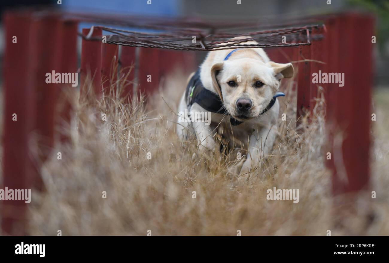 (190116) -- WUHAN, 16 janv. 2019 (Xinhua) -- le chien policier Pi te est entraîné à Wuhan, capitale de la province du Hubei en Chine centrale, le 15 janvier 2019. Pi te , un Labrador pour la recherche d'engins explosifs, est né en mars 2018. Il a été formé pendant 10 mois et coopérera avec le berger allemand Heng Heng pour la sécurité ferroviaire lors de la prochaine ruée de voyage du Festival du printemps. (Xinhua/Cheng min) CHINA-HUBEI-WUHAN-POLICE CHIEN-DRESSAGE (CN) PUBLICATIONxNOTxINxCHN Banque D'Images