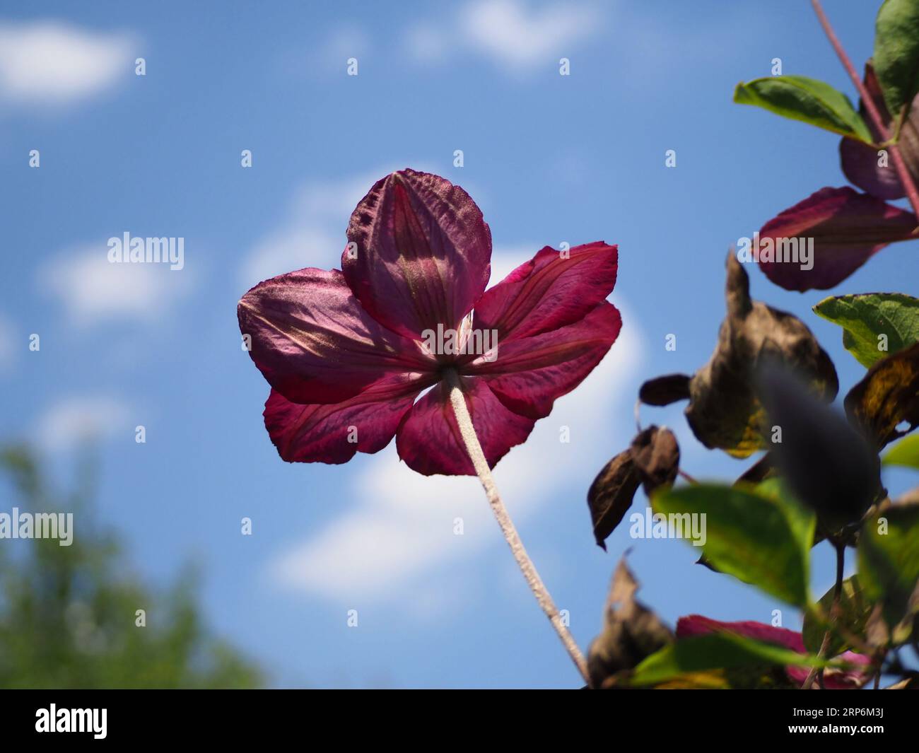 Fleur de Clématite violet Banque D'Images