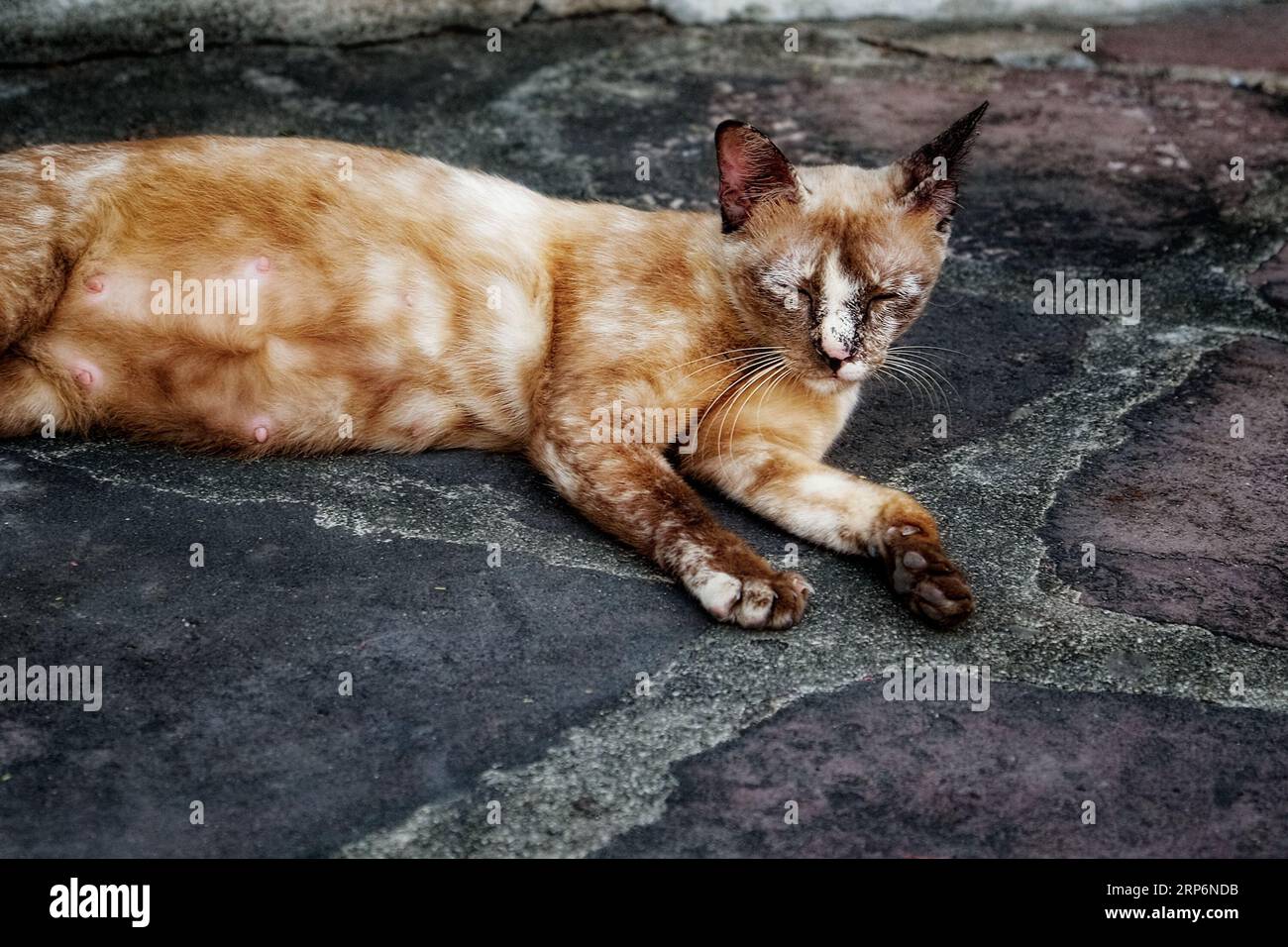 Un chat allongé sur un sol en pierre. Le chat est de couleur brune et semble dormir. Le chat est couché sur le côté avec sa tête reposant sur le sol. T Banque D'Images