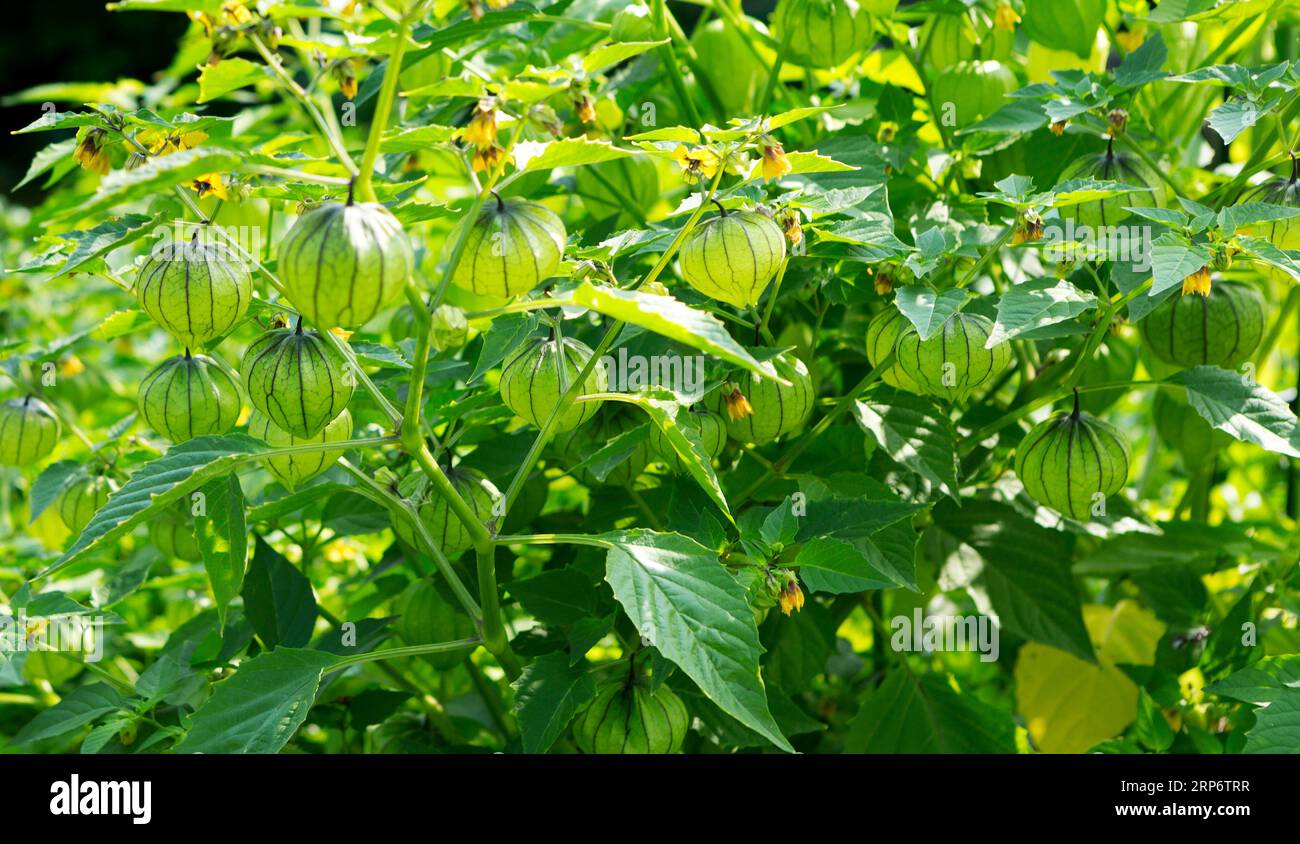 Plante Physalis. Groseille du Cap, cerise moulu, fruit Physalis sur la plante dans le jardin. Arrière-plan naturel. Banque D'Images