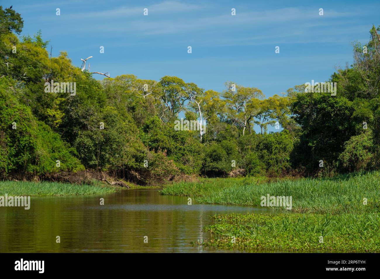 La rivière Cuiaba avec les arbres Cambaras fleurissant en saison sèche. Banque D'Images