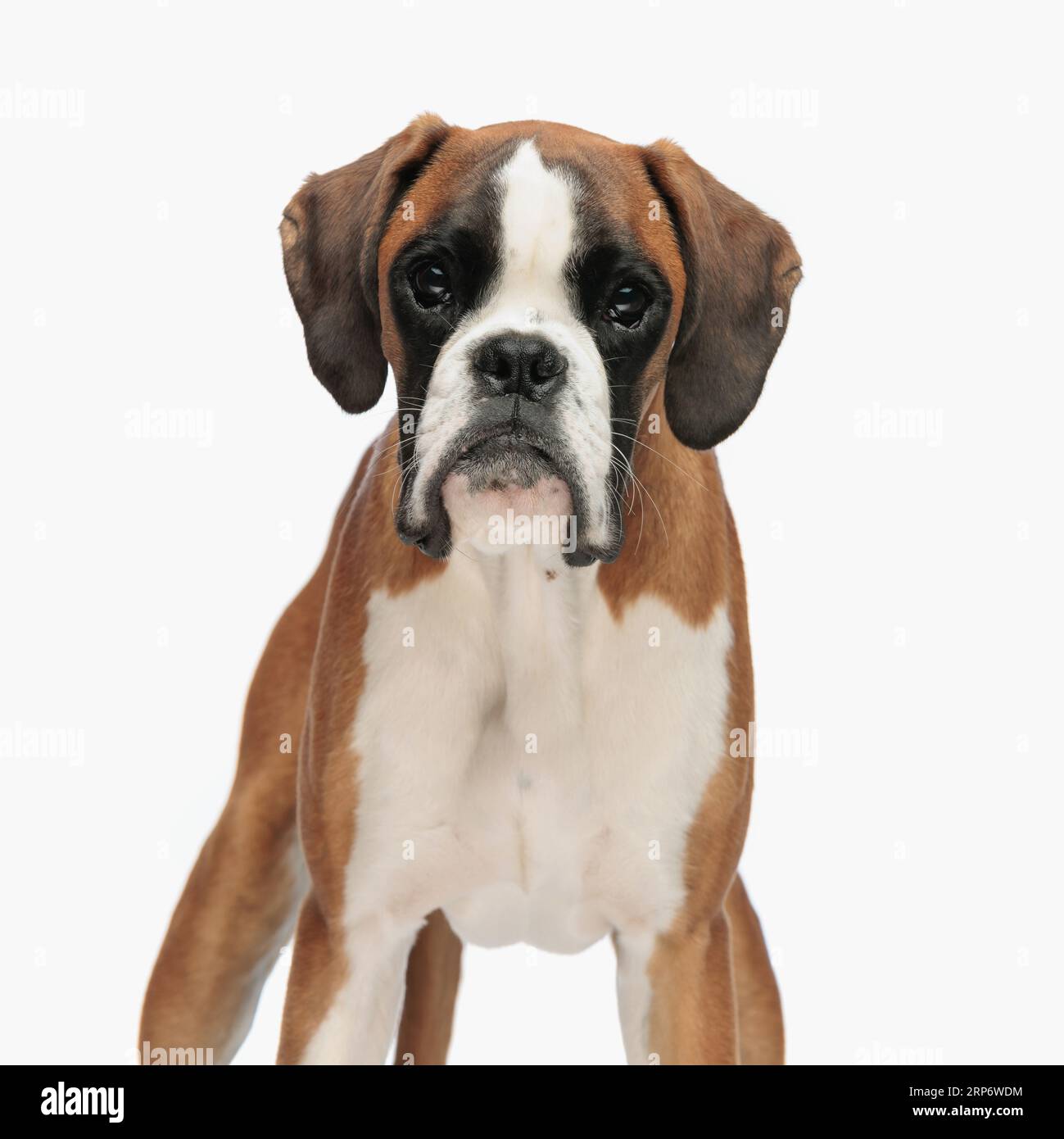 portrait de beau chiot boxer brun regardant vers l'avant et debout devant le fond blanc dans le studio Banque D'Images