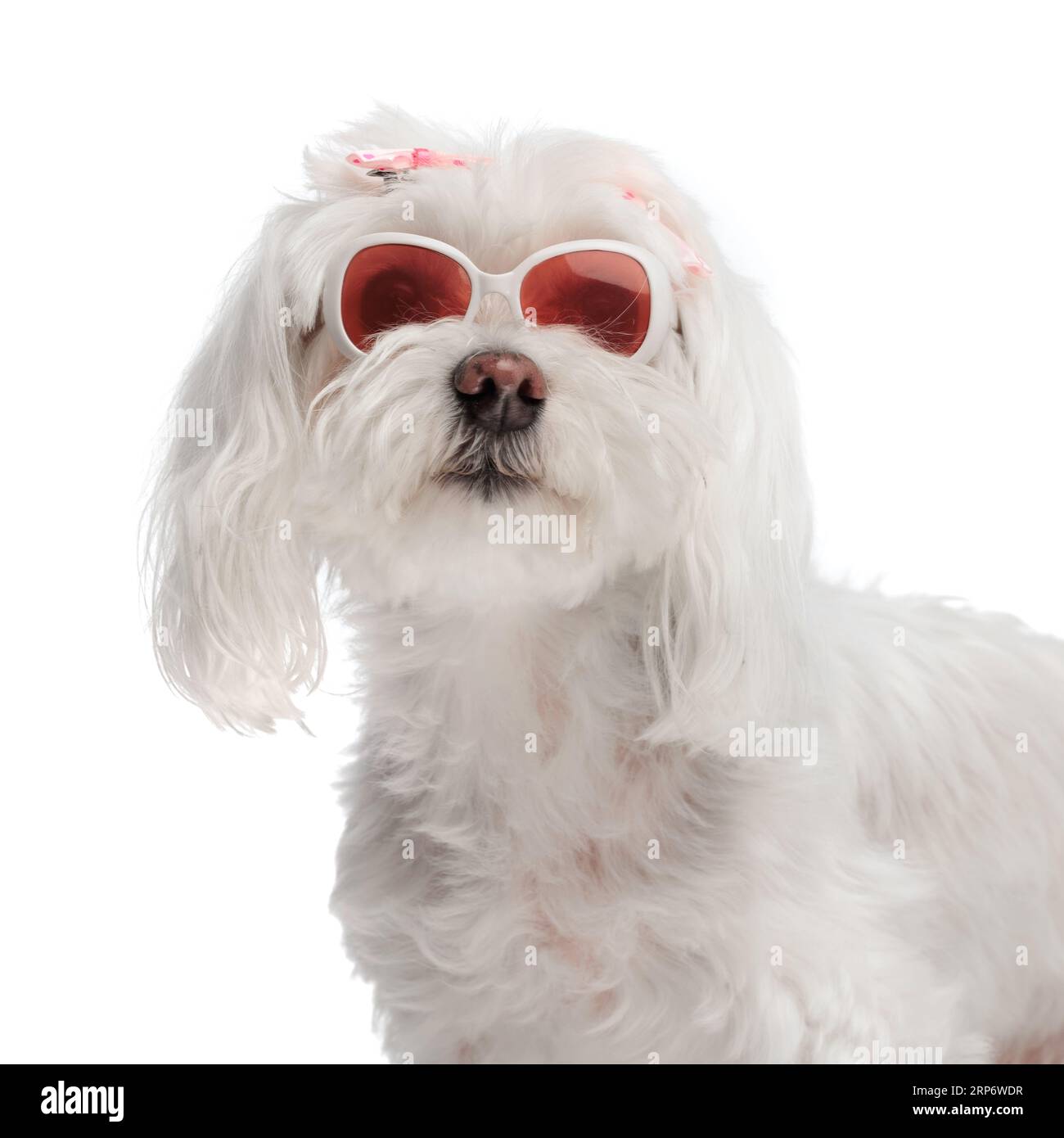 portrait de cool petit chien bichon avec des lunettes de soleil et un arc rose regardant vers l'avant et posant devant le fond blanc en studio Banque D'Images