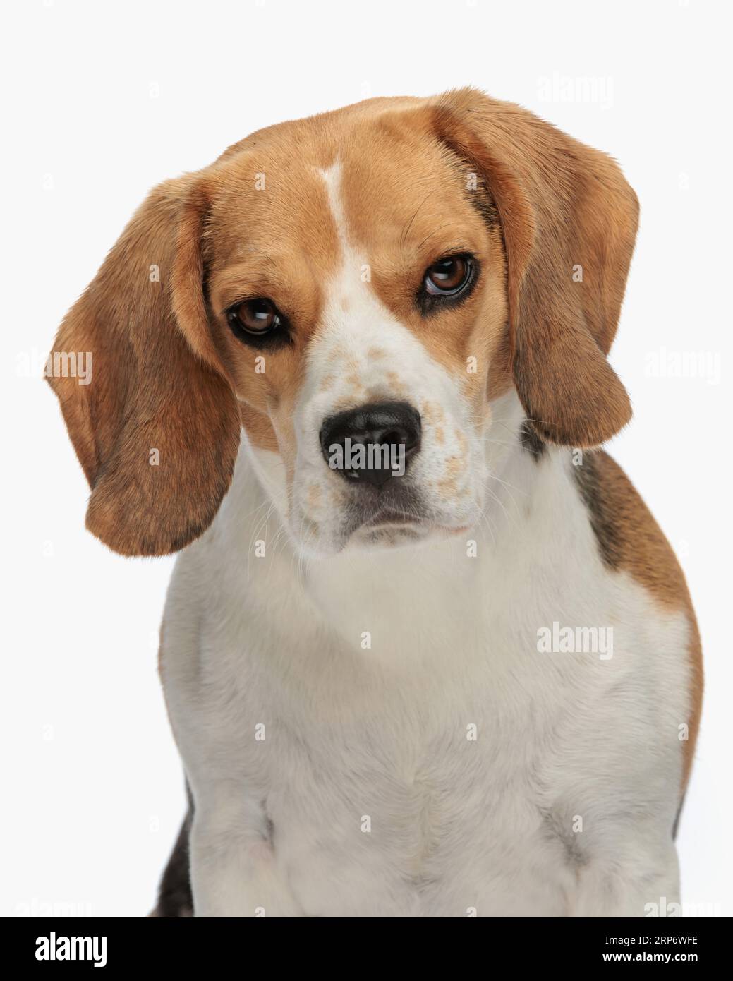 portrait de petit chiot beagle doux regardant vers l'avant et assis devant le fond blanc dans le studio Banque D'Images