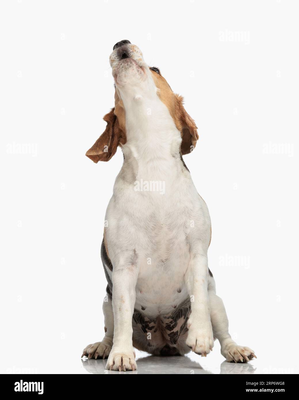 précieux petit chiot beagle regardant vers le haut et aboyant tout en étant assis devant le fond blanc dans le studio Banque D'Images