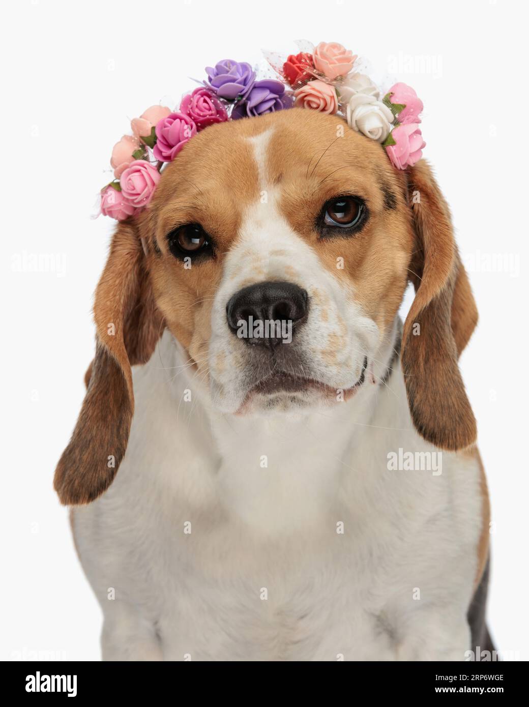 portrait de mignon petit chiot beagle portant des fleurs bandeau et regardant vers l'avant tout assis devant le fond blanc dans le studio Banque D'Images