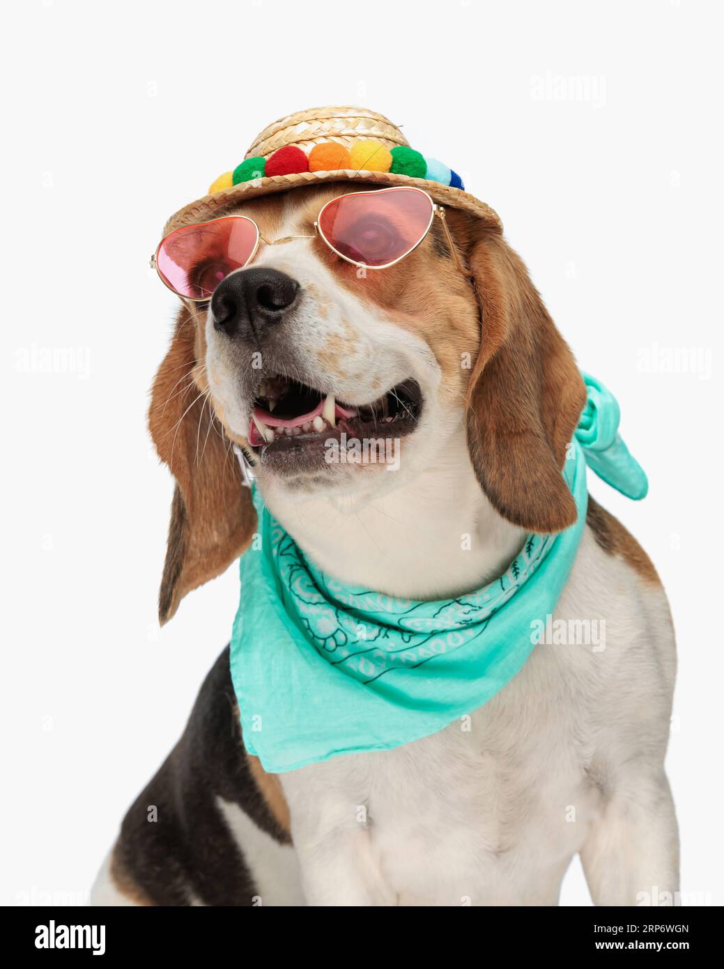 heureux petit chiot beagle portant chapeau, lunettes de soleil et bandana autour du cou, assis, regardant vers le haut et haletant sur fond blanc en studio Banque D'Images