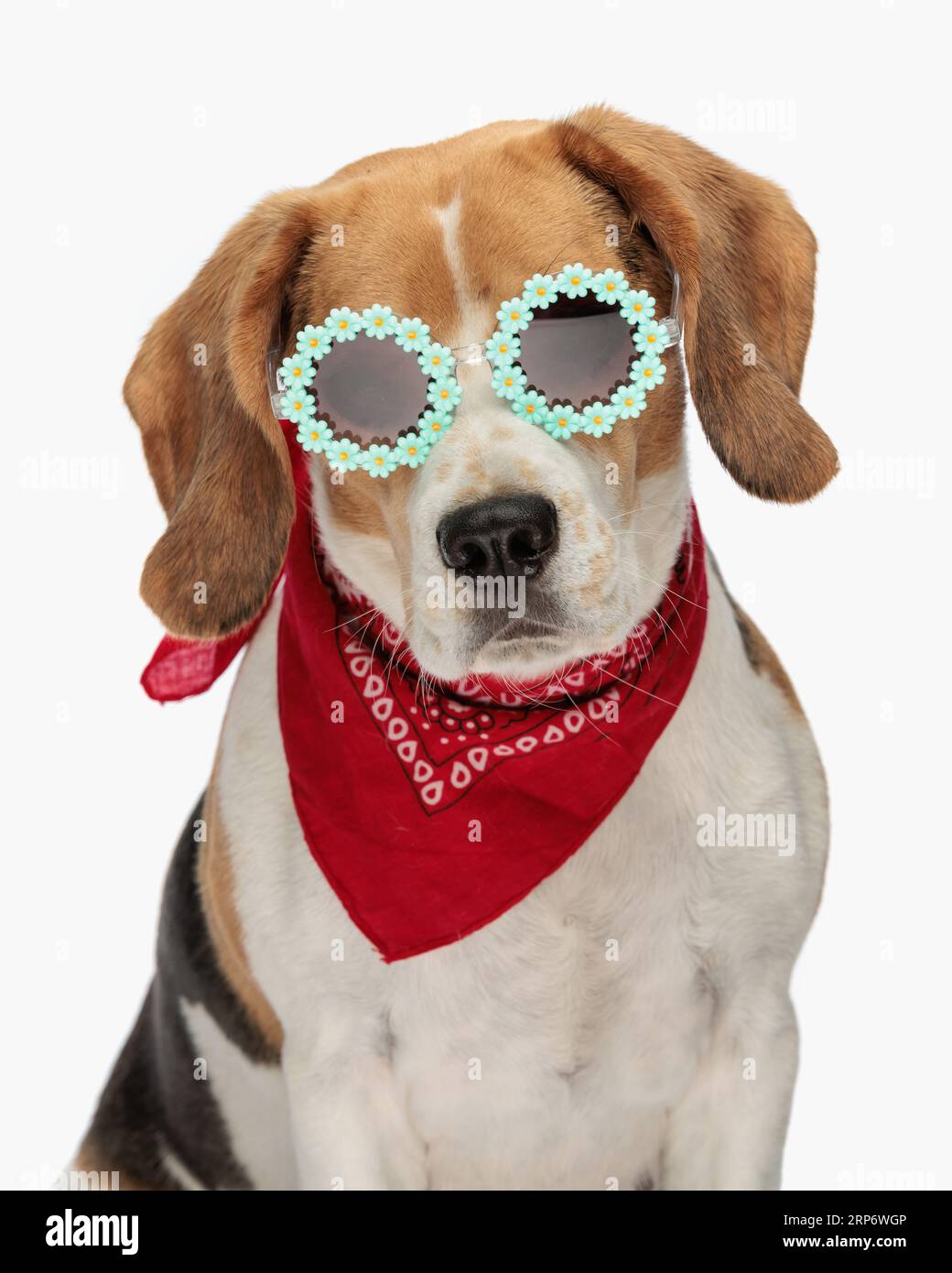 portrait de mignon petit chien beagle avec des lunettes de soleil et bandana regardant vers l'avant et assis devant le fond blanc dans le studio Banque D'Images