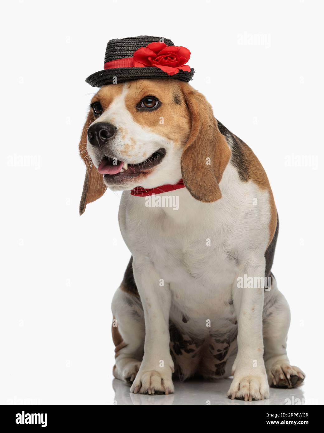 doux petit chien beagle avec chapeau et noeud papillon regardant loin et sortant de la langue tout en étant assis devant le fond blanc dans le studio Banque D'Images