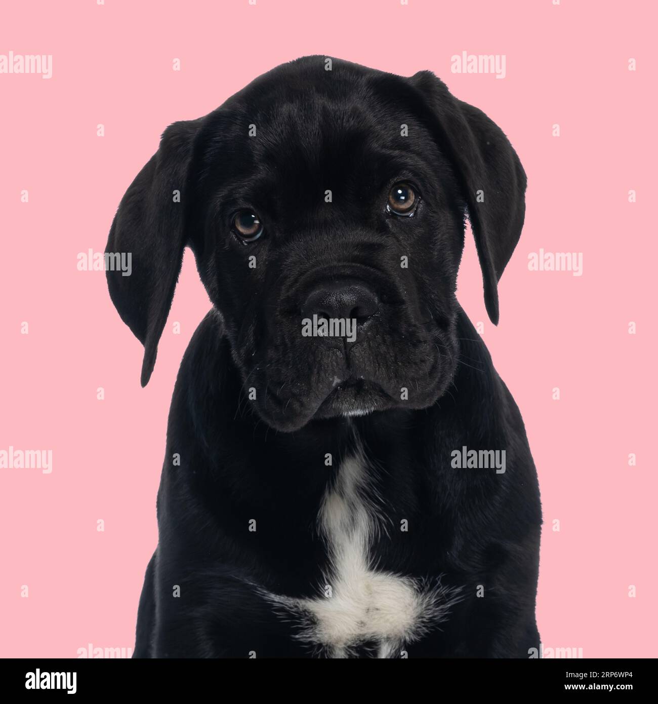portrait de belle canne corso chiot regardant vers l'avant et assis devant le fond rose dans le studio Banque D'Images