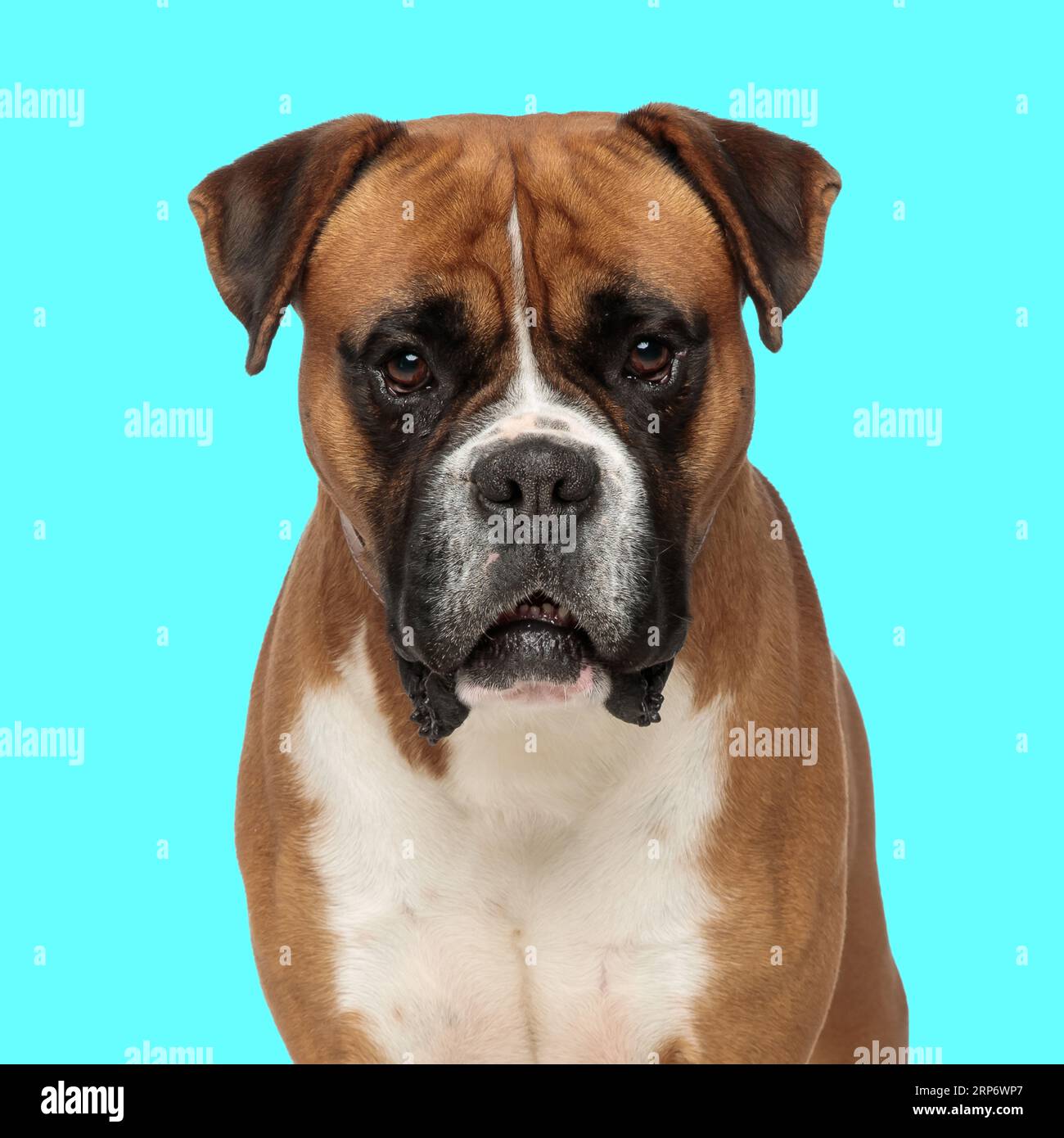 beau chien boxer regardant vers l'avant et assis sur fond bleu dans le studio Banque D'Images