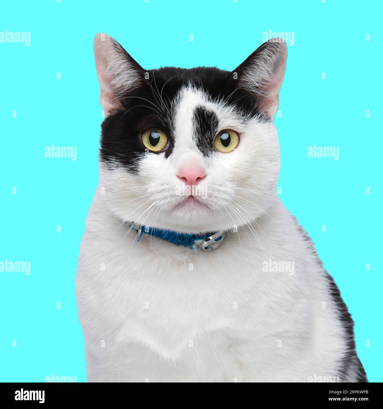beau chat avec collier regardant vers l'avant et assis devant le fond bleu dans le studio Banque D'Images
