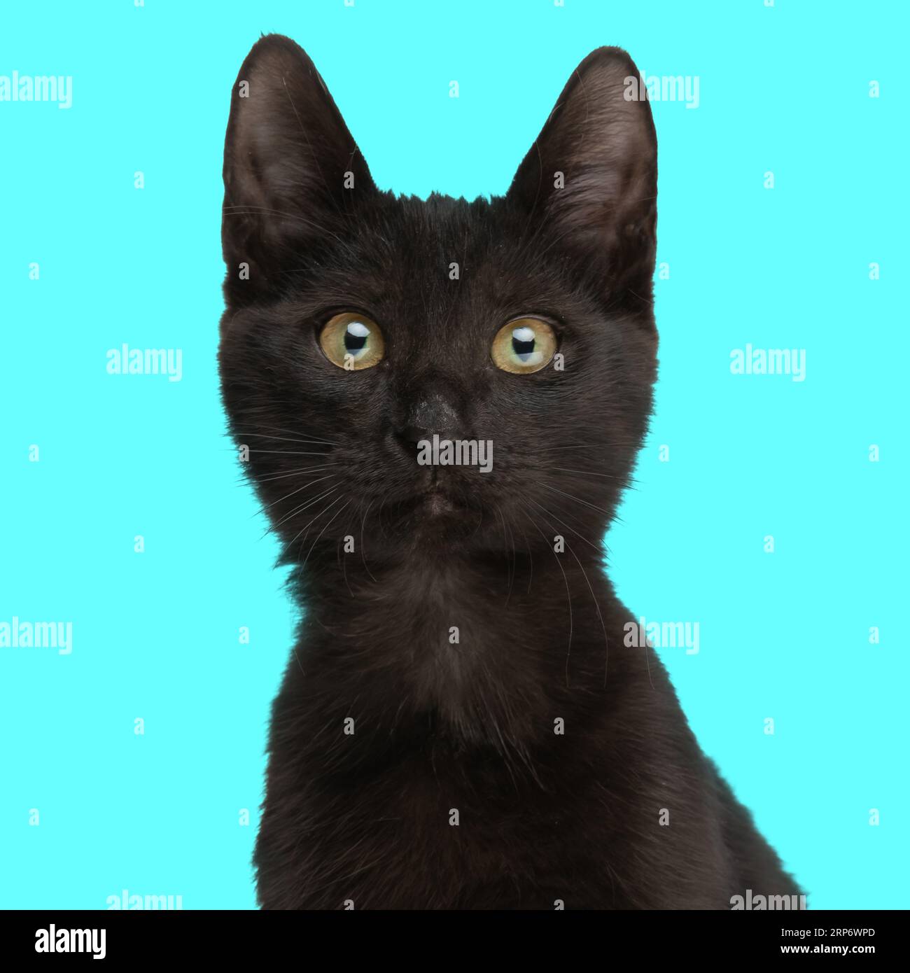 portrait de joli petit chat métis noir regardant vers l'avant et assis devant le fond bleu Banque D'Images
