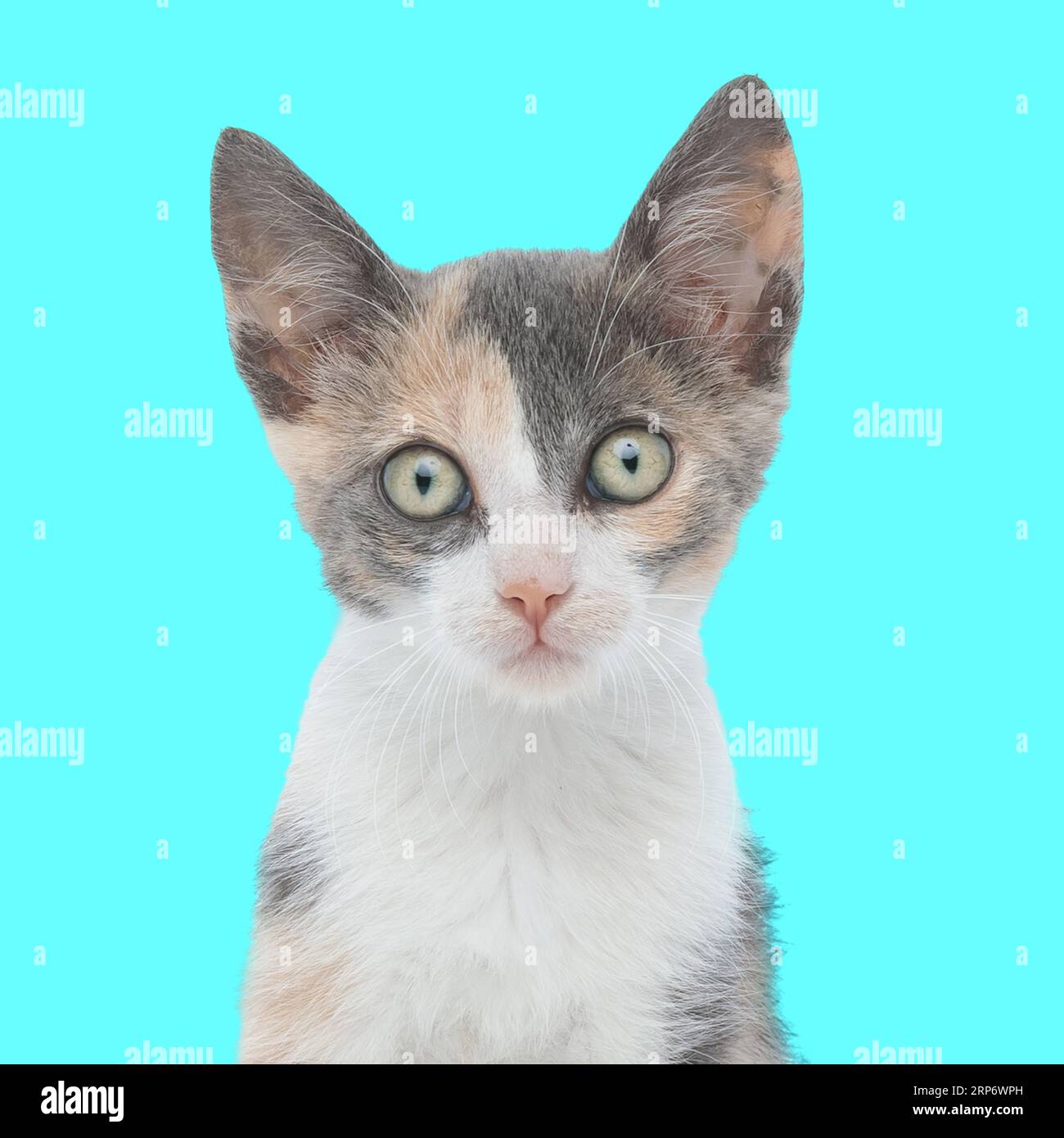 portrait d'adorable petit pussycat avec de grands yeux regardant vers l'avant et assis devant le fond bleu Banque D'Images