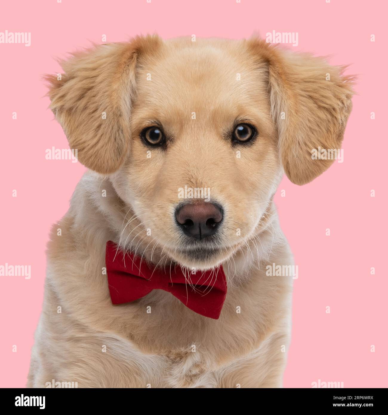 portrait de petit chiot golden retriever avec noeud papillon rouge regardant vers l'avant et assis devant le fond rose Banque D'Images