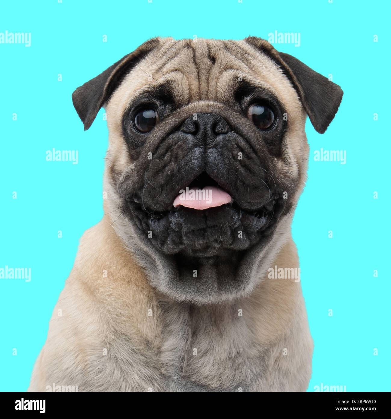 portrait de chien heureux de pug posant avec la langue exposée et regardant vers l'avant tout assis devant le fond bleu Banque D'Images