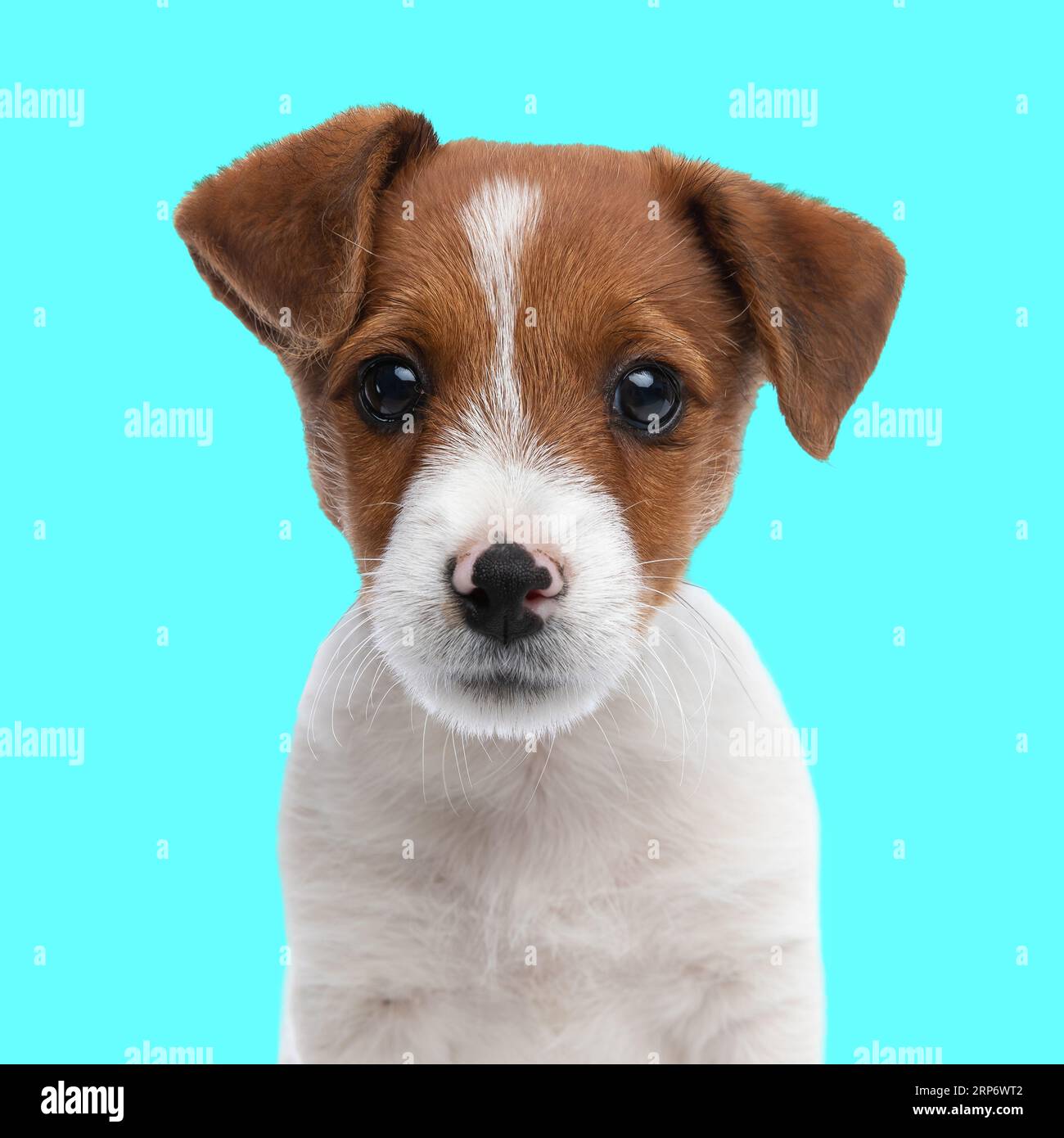 portrait de l'adorable petit jack russell terrier chiot regardant vers l'avant et assis devant le fond bleu Banque D'Images