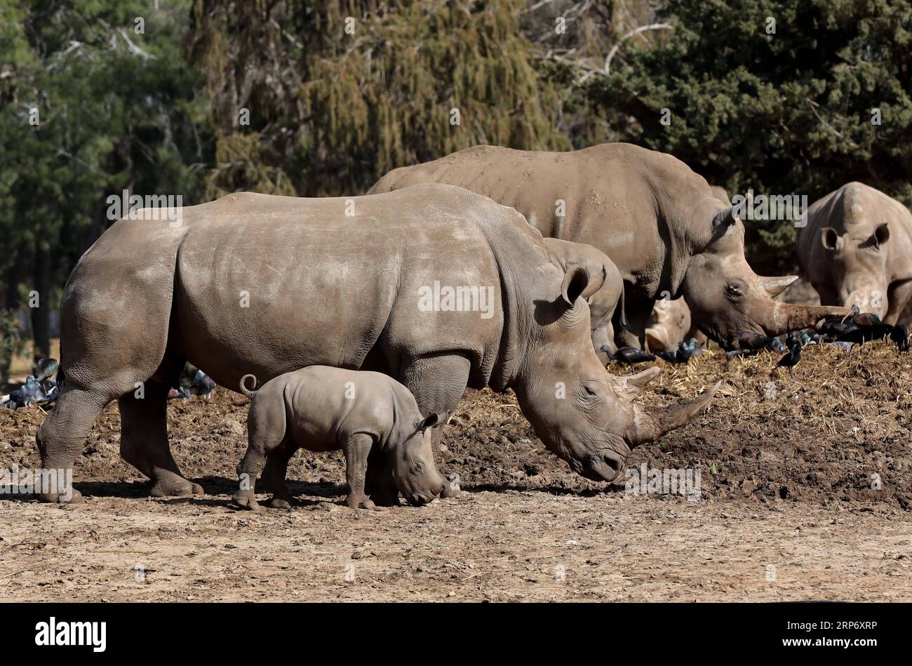 (190122) -- RAMAT GAN, 22 janvier 2019 -- Une rhinocéros blanche nommée Karen Peles marche avec son deuxième veau, une femelle de 3 semaines, au Safari Zoo de Ramat Gan, Israël, le 21 janvier 2019. Le zoo a déclaré lundi matin que le rhinocéros blanc du sud était né le 30 décembre. ISRAËL-RAMAT GAN-RHINOCÉROS BLANC GIDEONXMARKOWICZ-JINI PUBLICATIONXNOTXINXCHN Banque D'Images