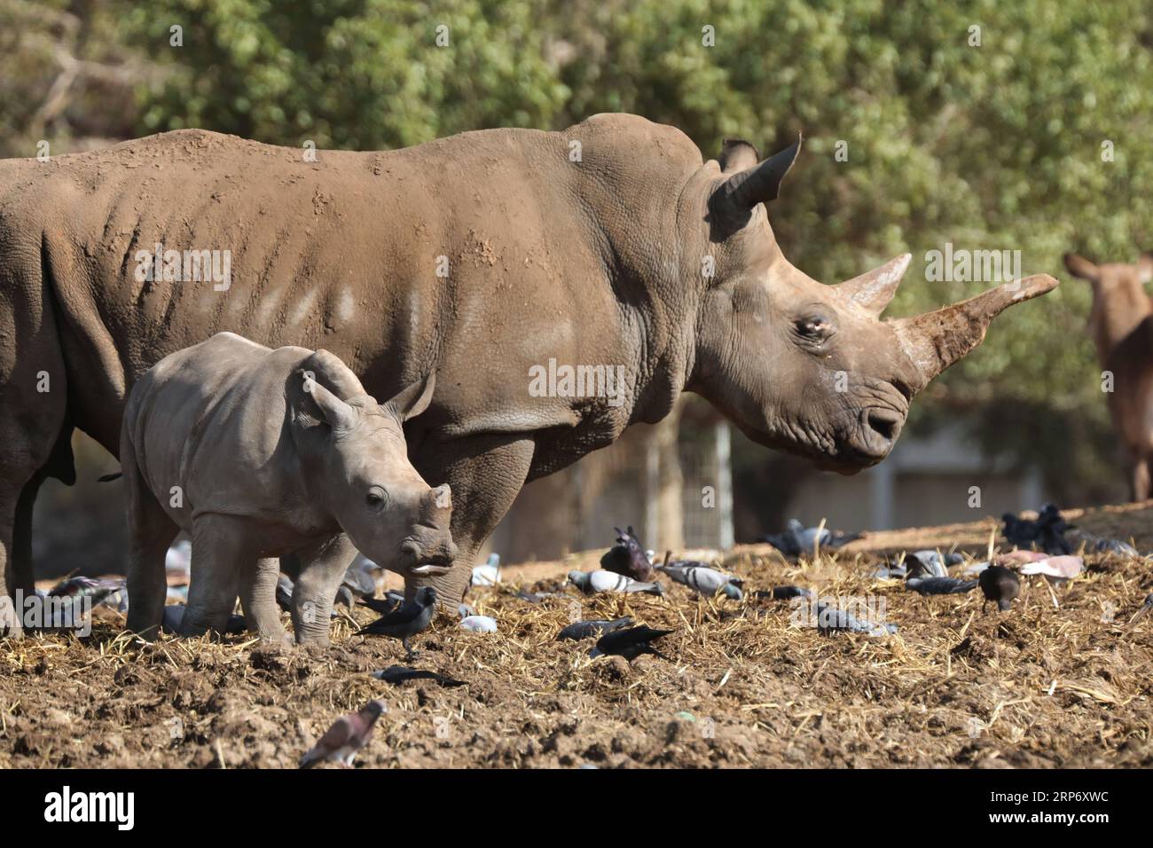 (190122) -- RAMAT GAN, 22 janvier 2019 -- Une rhinocéros blanche nommée Karen Peles marche avec son deuxième veau, une femelle de 3 semaines, au Safari Zoo de Ramat Gan, Israël, le 21 janvier 2019. Le zoo a déclaré lundi matin que le rhinocéros blanc du sud était né le 30 décembre. ISRAËL-RAMAT GAN-RHINOCÉROS BLANC GIDEONXMARKOWICZ-JINI PUBLICATIONXNOTXINXCHN Banque D'Images