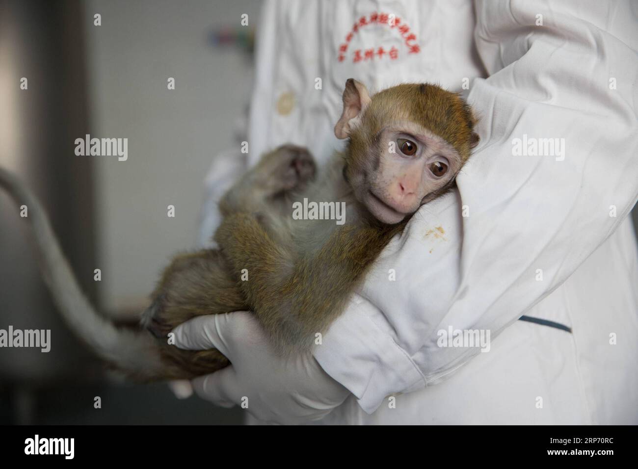 (190124) -- SHANGHAI, 24 janvier 2019 -- une photo prise le 22 janvier 2019 montre le macaque édité par gènes avec des troubles du rythme circadien, dont les cinq singes ont été clonés, à l'Institut des neurosciences de l'Académie chinoise des sciences à Shanghai, dans l'est de la Chine. La Chine a cloné cinq singes à partir d'un macaque édité par gène avec des troubles du rythme circadien, la première fois que plusieurs singes ont été clonés à partir d'un singe édité par gène pour la recherche biomédicale. Les scientifiques ont fait l'annonce jeudi, avec deux articles publiés dans National Science Review, un journal chinois de premier plan en anglais. Le singe cloné Banque D'Images