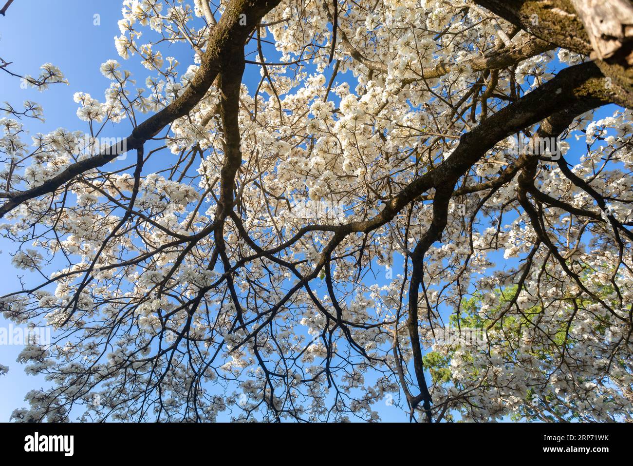 Merveilleuses fleurs d'un arbre à ipe blanche, Tabebuia roseo-alba (Ridley) Sandwith. Dénommés : 'Ipê-branco', 'Ipê-branco-do-cerrado', 'Ipê-rosa' Banque D'Images