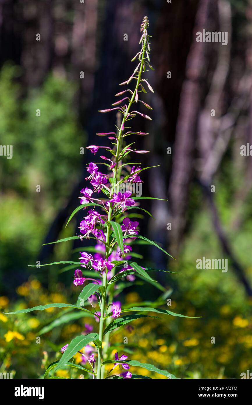 Le willowherb (Epilobium) appartient au genre végétal de la famille des onagracées (Onagraceae), en Géorgie Banque D'Images