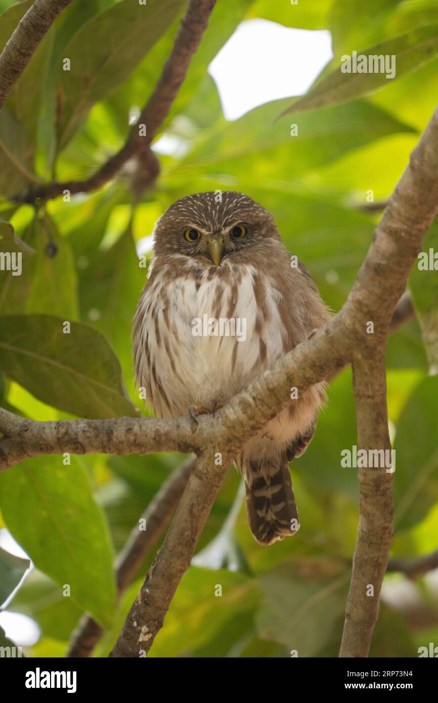 Pygmy-Owl ferrugineux sur un arbre dans le Pantanal brésilien. Banque D'Images
