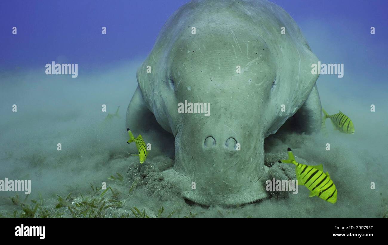 Portrait de la vache de mer (Dugong dugon) mangeant des algues sur la prairie d'herbes marines. Dugong accompagné de l'école de poissons dorés (Gnathanodon speciosus) Banque D'Images