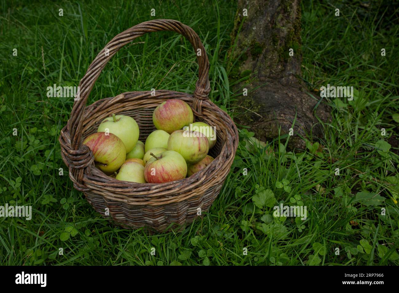 Pomme de culture, panier en osier rempli de pommes James Grieve, Schwaebisch Hall, Heilbronn-Franken, Baden-Wuerttemberg, Kochertal, Hohenlohe, Allemagne Banque D'Images