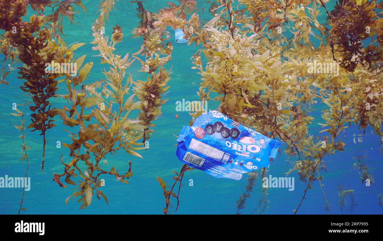 Gros plan des dérives de paquet de plastique avec des restes d'algues brunes (Sargassum) sur la surface de l'eau forme flottent des îles d'algues et de débris de plastique, sur Banque D'Images