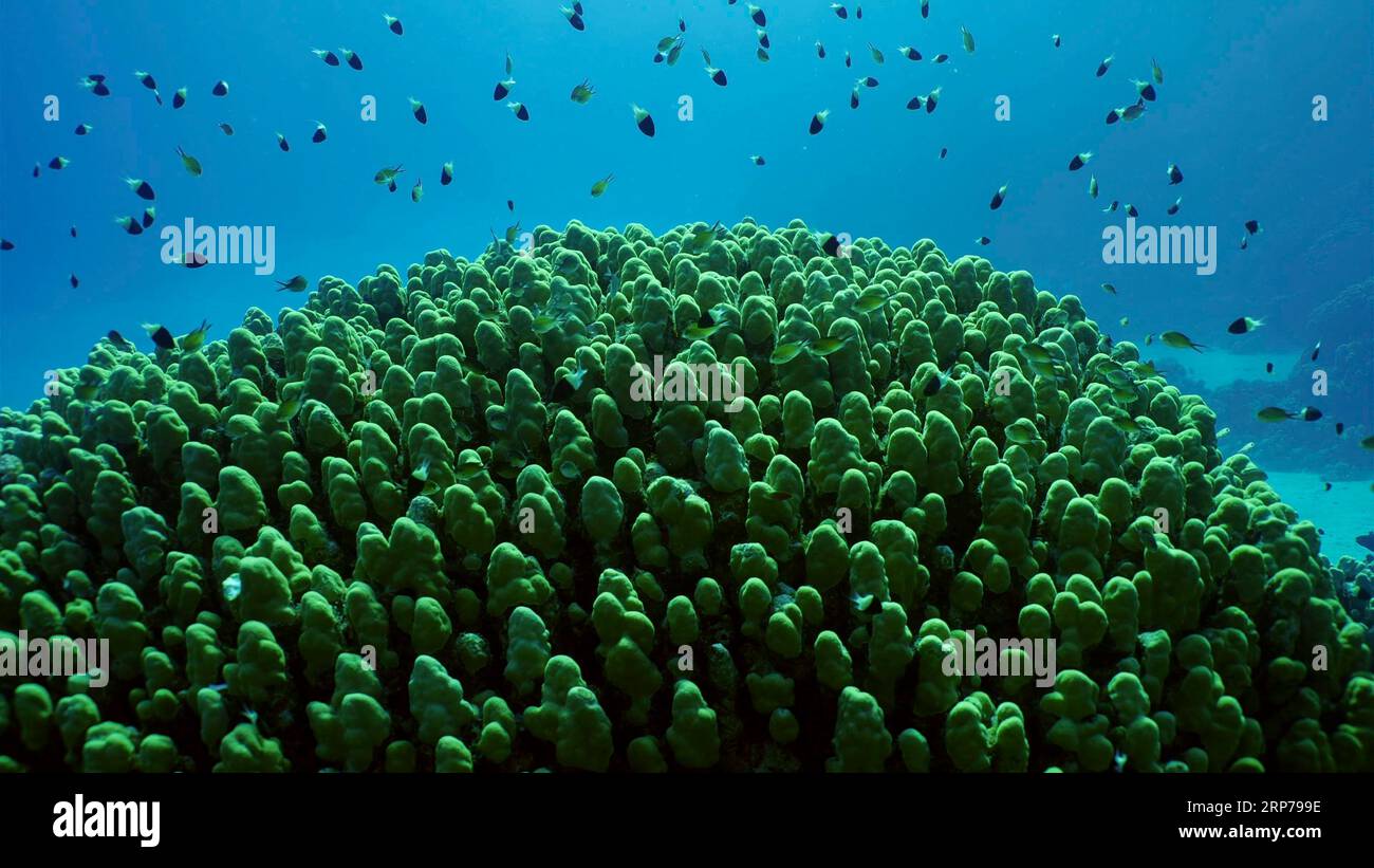 Colonie de coraux durs Porites, école de poissons tropicaux colorés nage au-dessus du sommet du récif corallien dans les rayons du soleil lumineux, rétro-éclairage (contre-jour) Mer Rouge Banque D'Images