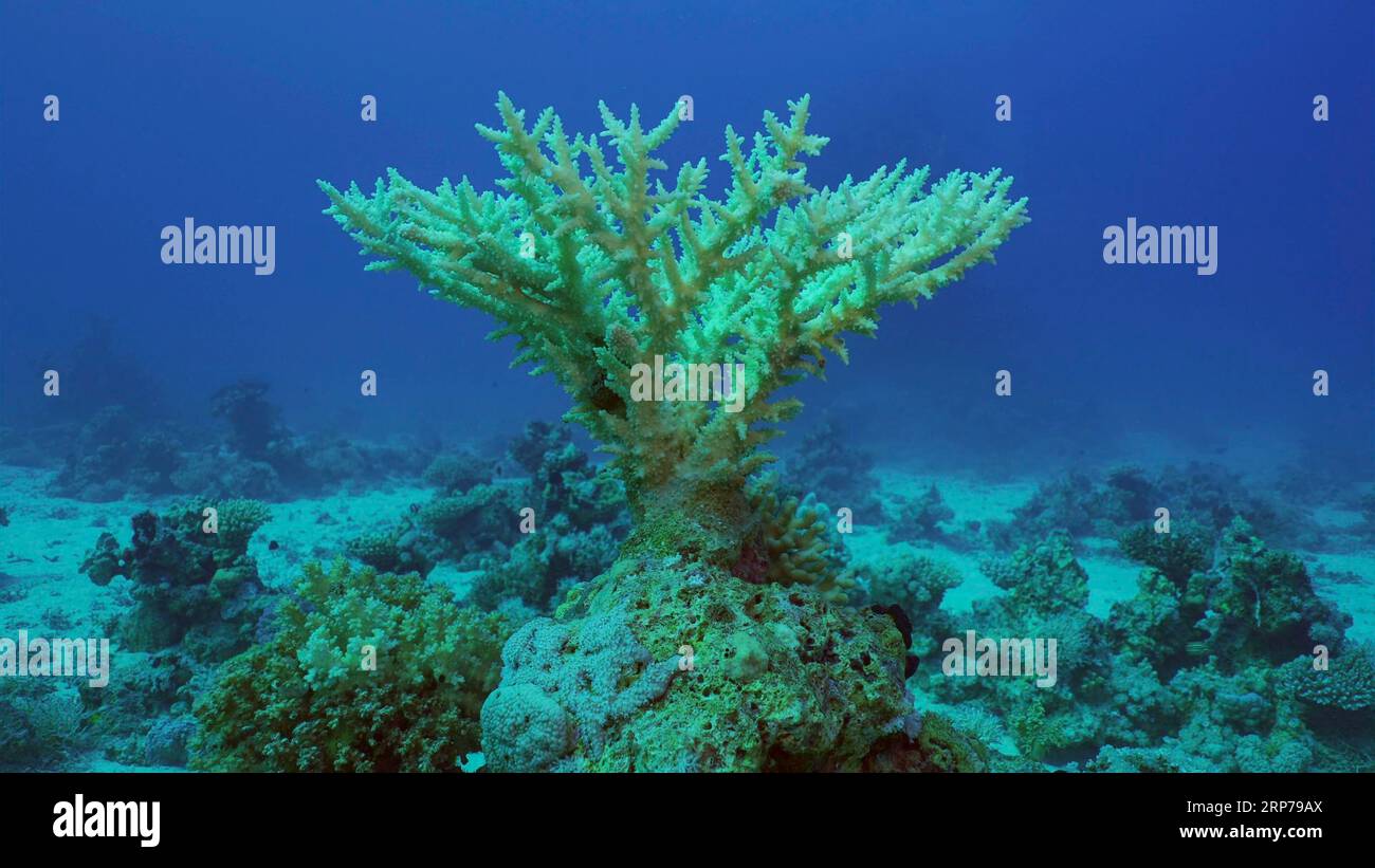 Acropora de corail à table dure blanchie. Le blanchiment et la mort des coraux dus à un chauffage excessif de l'eau de mer en raison du changement climatique et du réchauffement de la planète. Decoled Banque D'Images