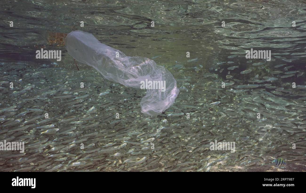 Sac en plastique dérive sous la surface reflétée en elle le jour ensoleillé, un grand banc de petits poissons nage sur le fond, pollution plastique de l'océan, Rouge Banque D'Images