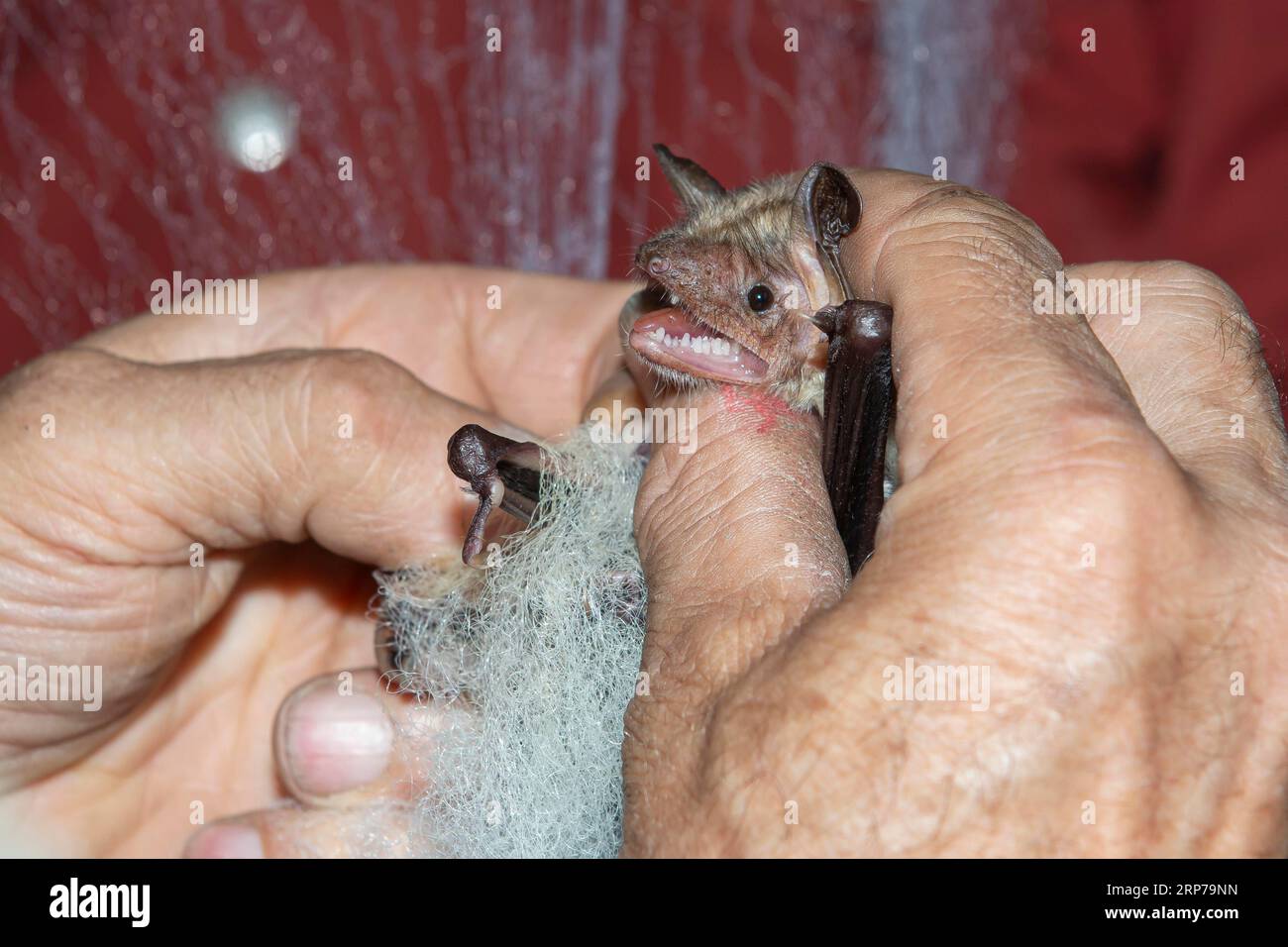 La chauve-souris à oreilles de souris (Myotis myotis) est libérée du filet de piégeage et annelée, et après avoir résonné, l'animal est libéré à nouveau, Brandenburg Banque D'Images