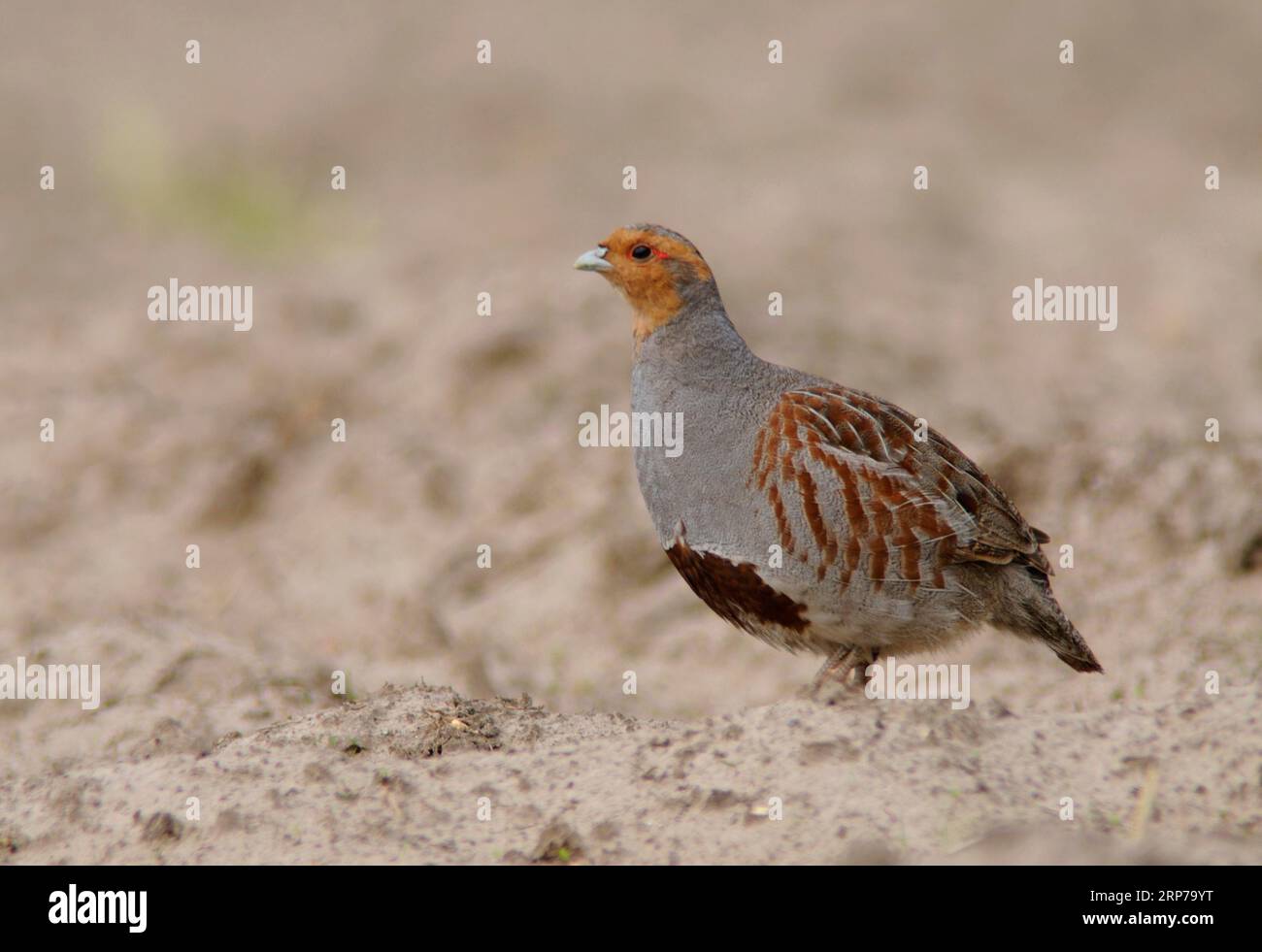 Perdrix grise (Perdix perdix), Emsland, Basse-Saxe, Allemagne Banque D'Images