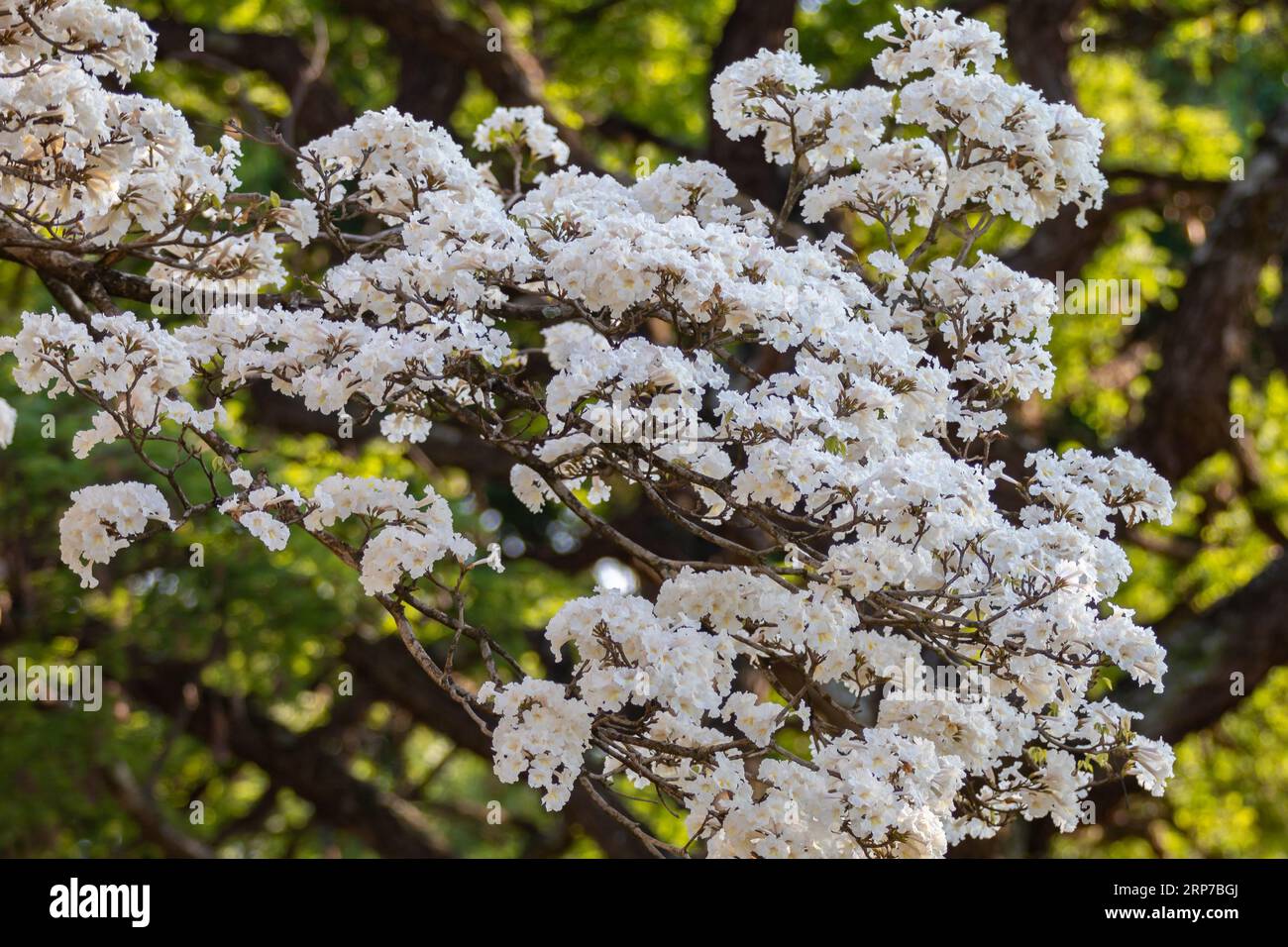 Merveilleuses fleurs d'un arbre à ipe blanche, Tabebuia roseo-alba (Ridley) Sandwith. Dénommés : 'Ipê-branco', 'Ipê-branco-do-cerrado', 'Ipê-rosa' Banque D'Images