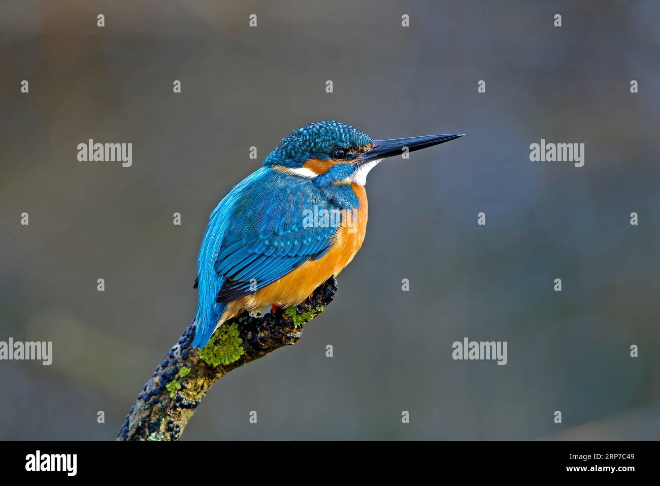 kingfisher commun (Alcedo atthis) assis sur une branche couverte de lichen en attente de proie, Hesse, Allemagne Banque D'Images