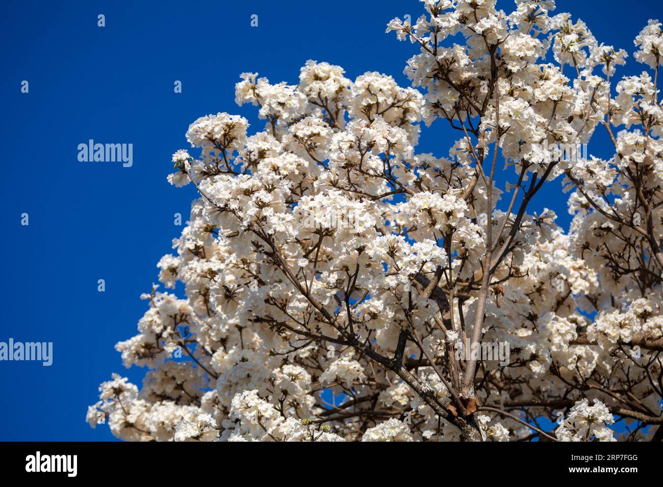 Merveilleuses fleurs d'un arbre à ipe blanche, Tabebuia roseo-alba (Ridley) Sandwith. Dénommés : 'Ipê-branco', 'Ipê-branco-do-cerrado', 'Ipê-rosa' Banque D'Images