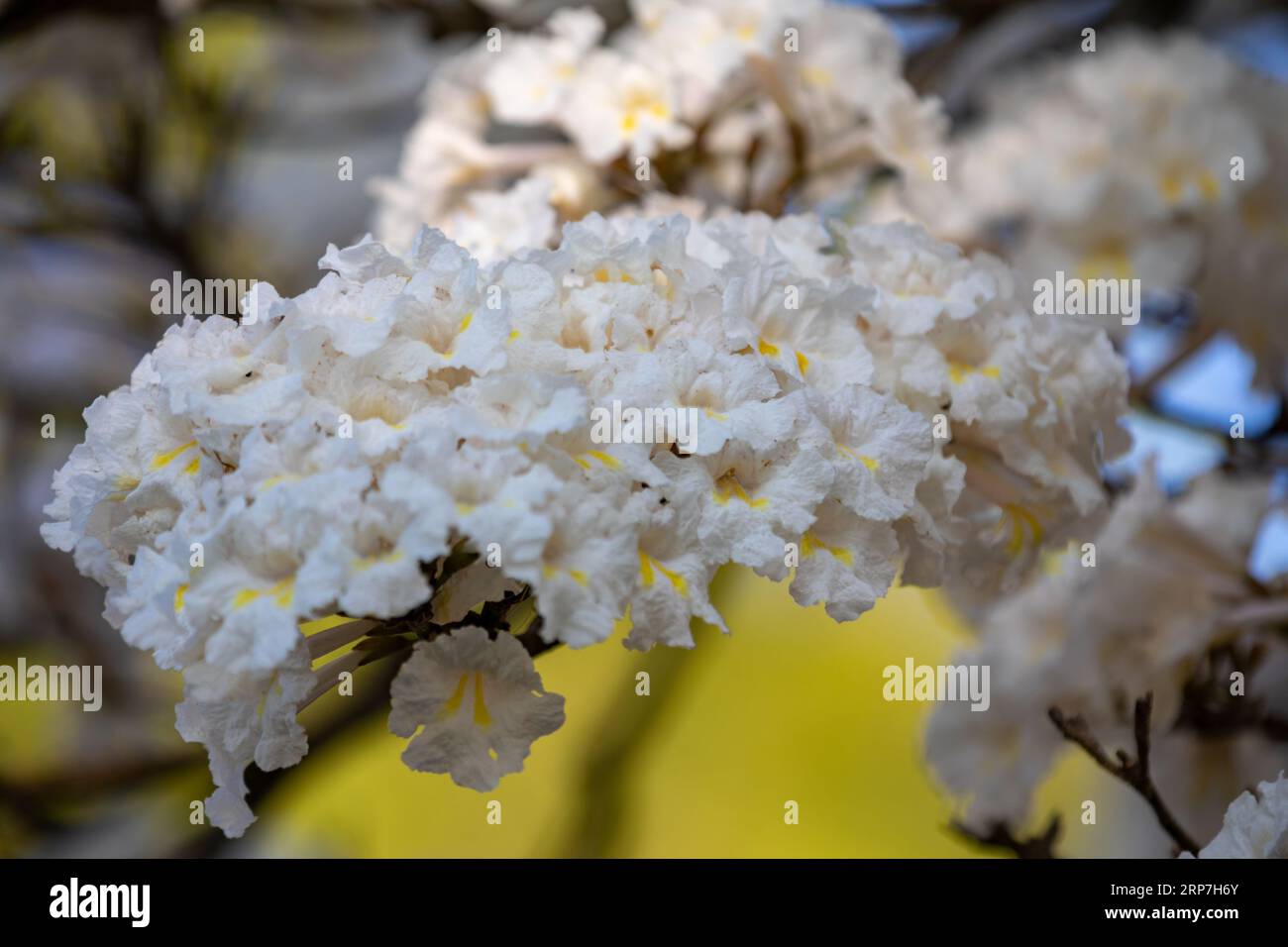 Merveilleuses fleurs d'un arbre à ipe blanche, Tabebuia roseo-alba (Ridley) Sandwith. Dénommés : 'Ipê-branco', 'Ipê-branco-do-cerrado', 'Ipê-rosa' Banque D'Images